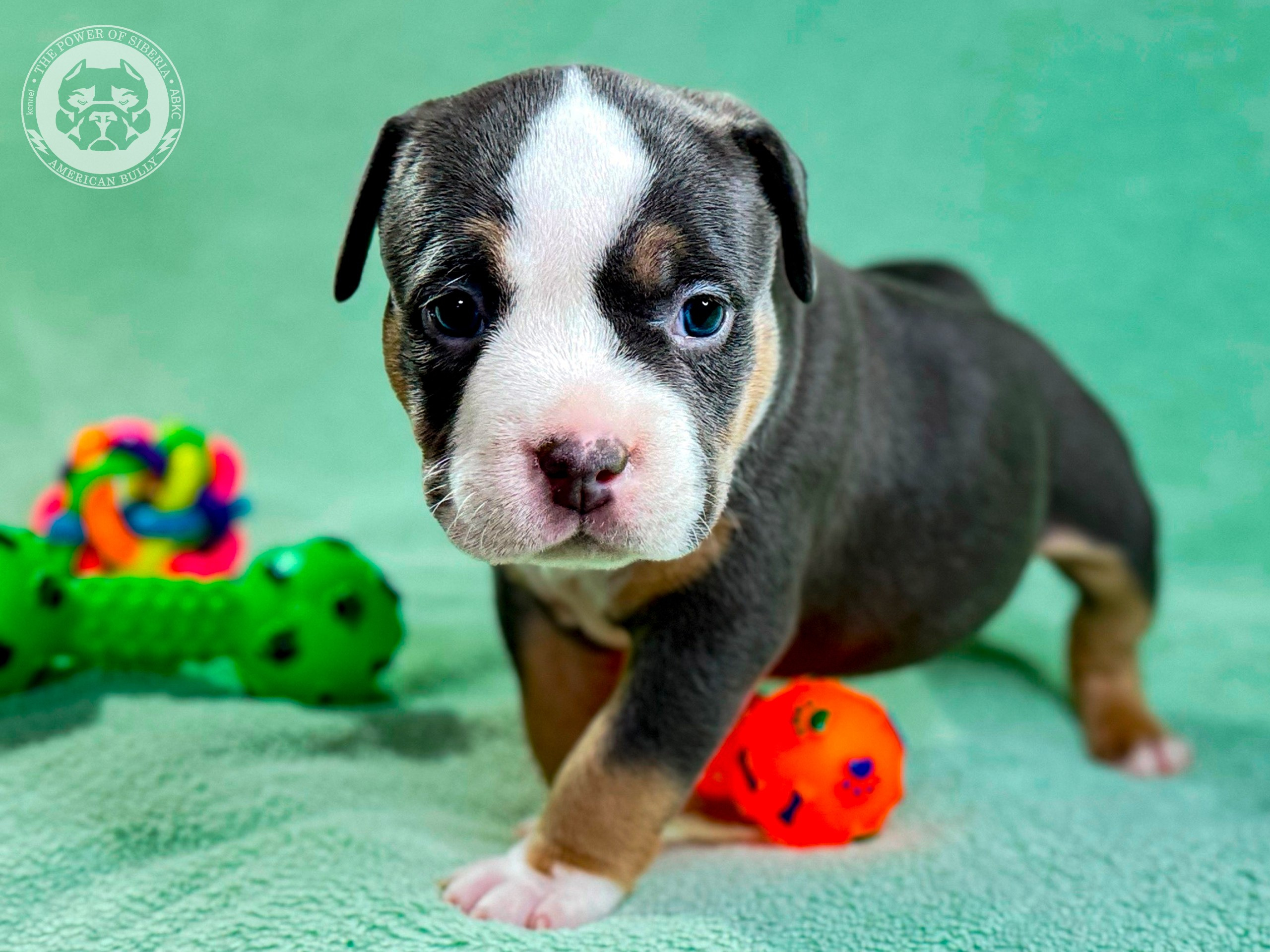 Все свободные щенки. Американский Булли в г. Ростов-на-Дону. Питомник THE POWER OF SIBERIA