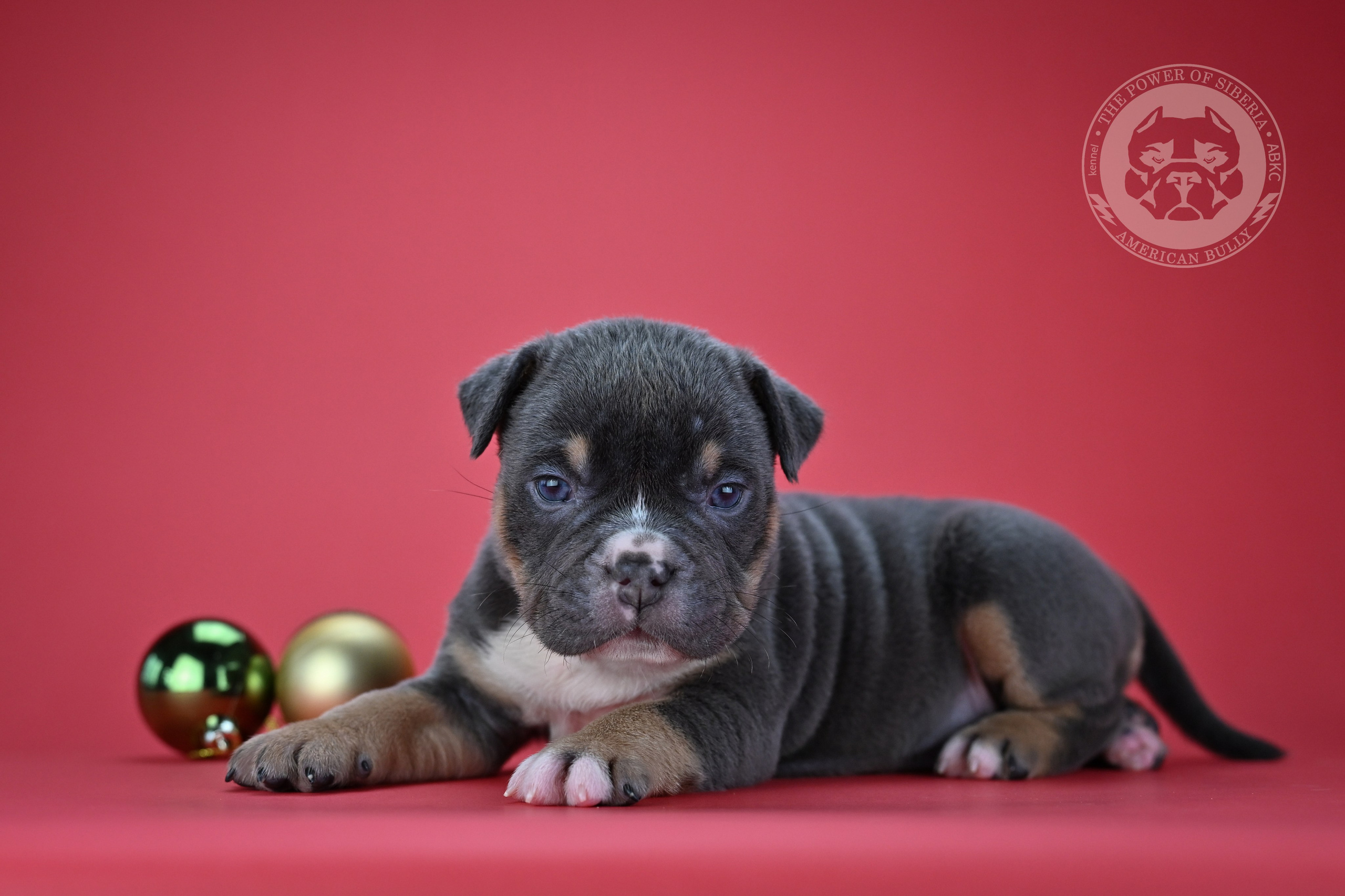 Все свободные щенки. Американский Булли в г. Ростов-на-Дону. Питомник THE POWER OF SIBERIA