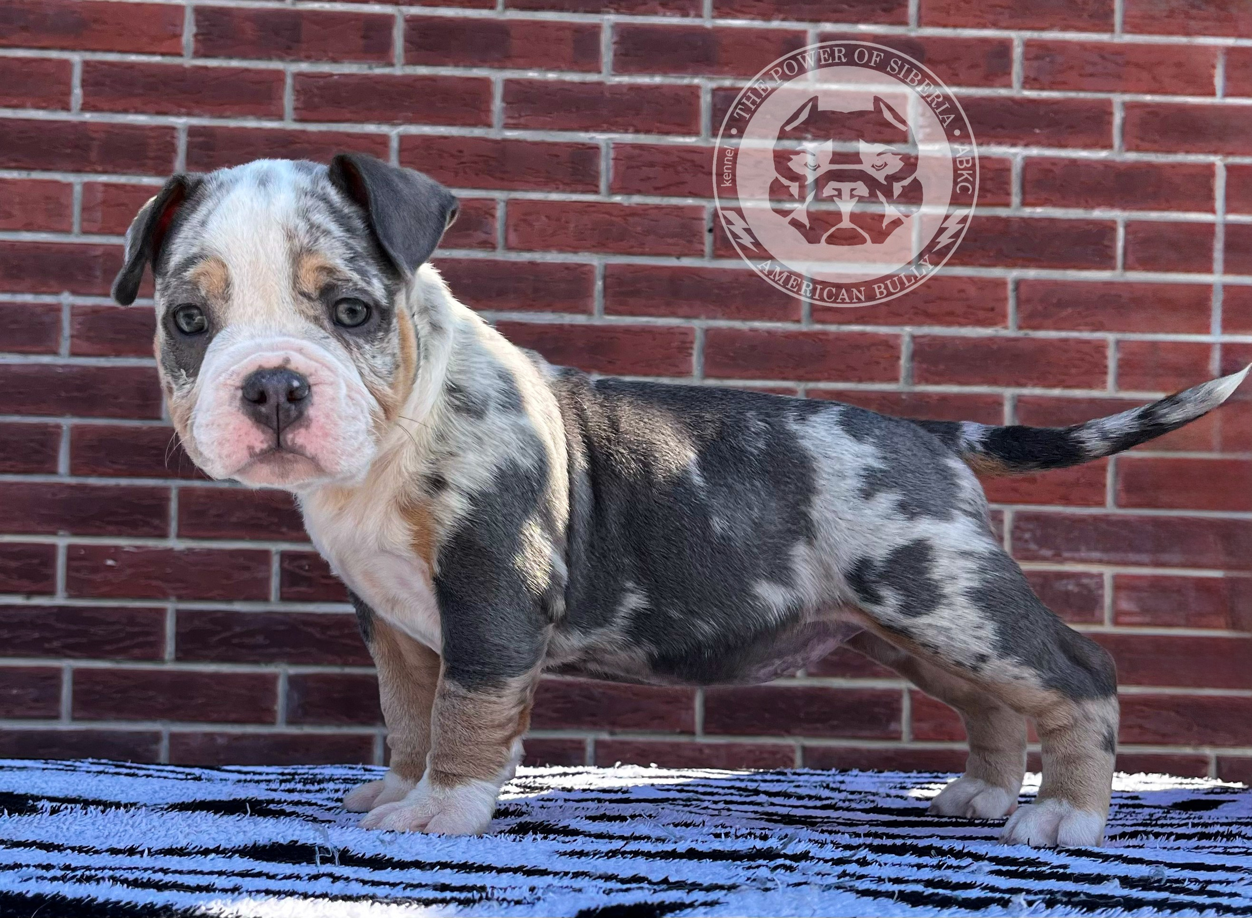 Помет Каспер и Асти. 13.04.25. Американский Булли в г. Ростов-на-Дону. Питомник THE POWER OF SIBERIA