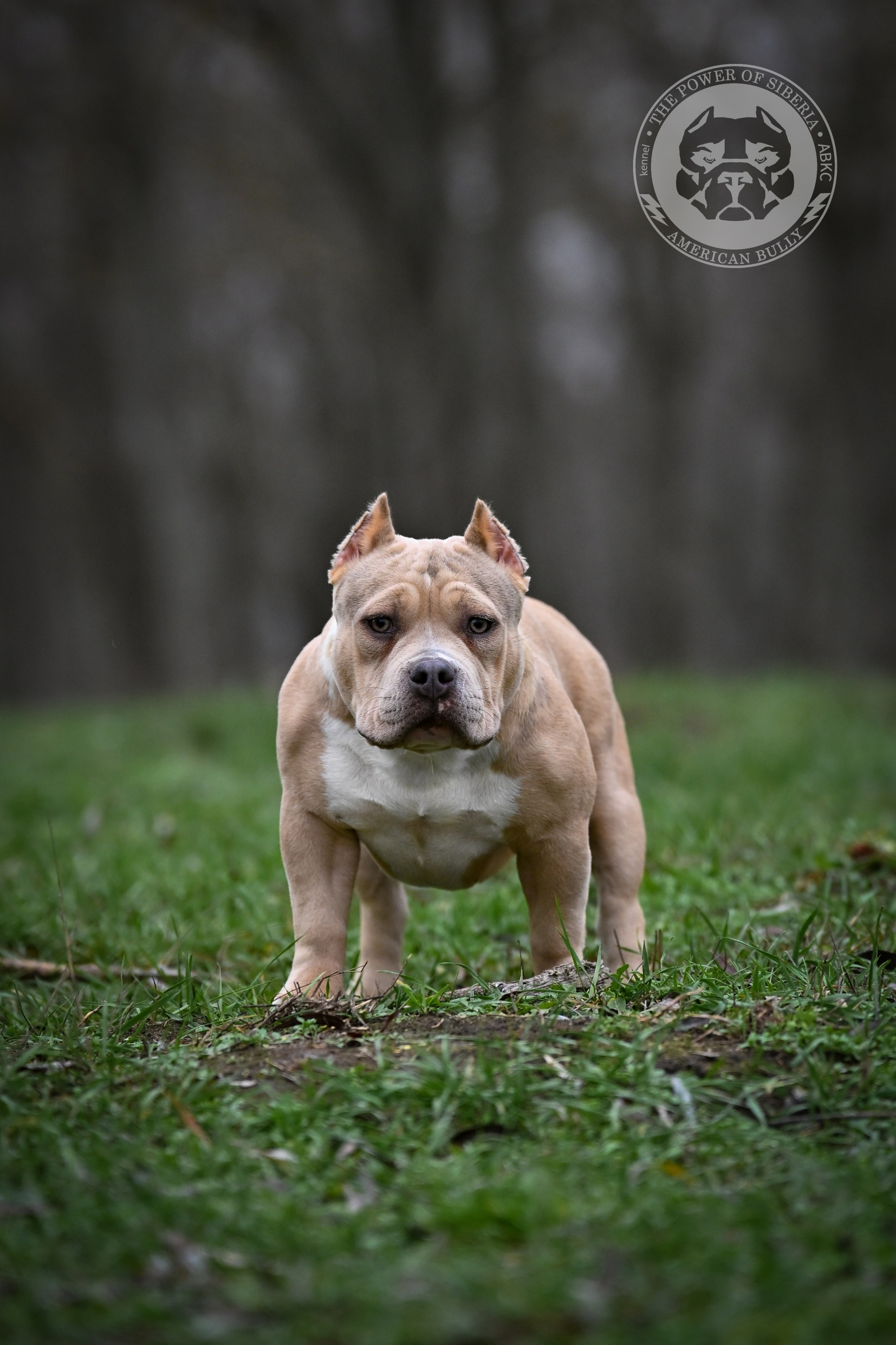 Все свободные щенки. Американский Булли в г. Ростов-на-Дону. Питомник THE POWER OF SIBERIA