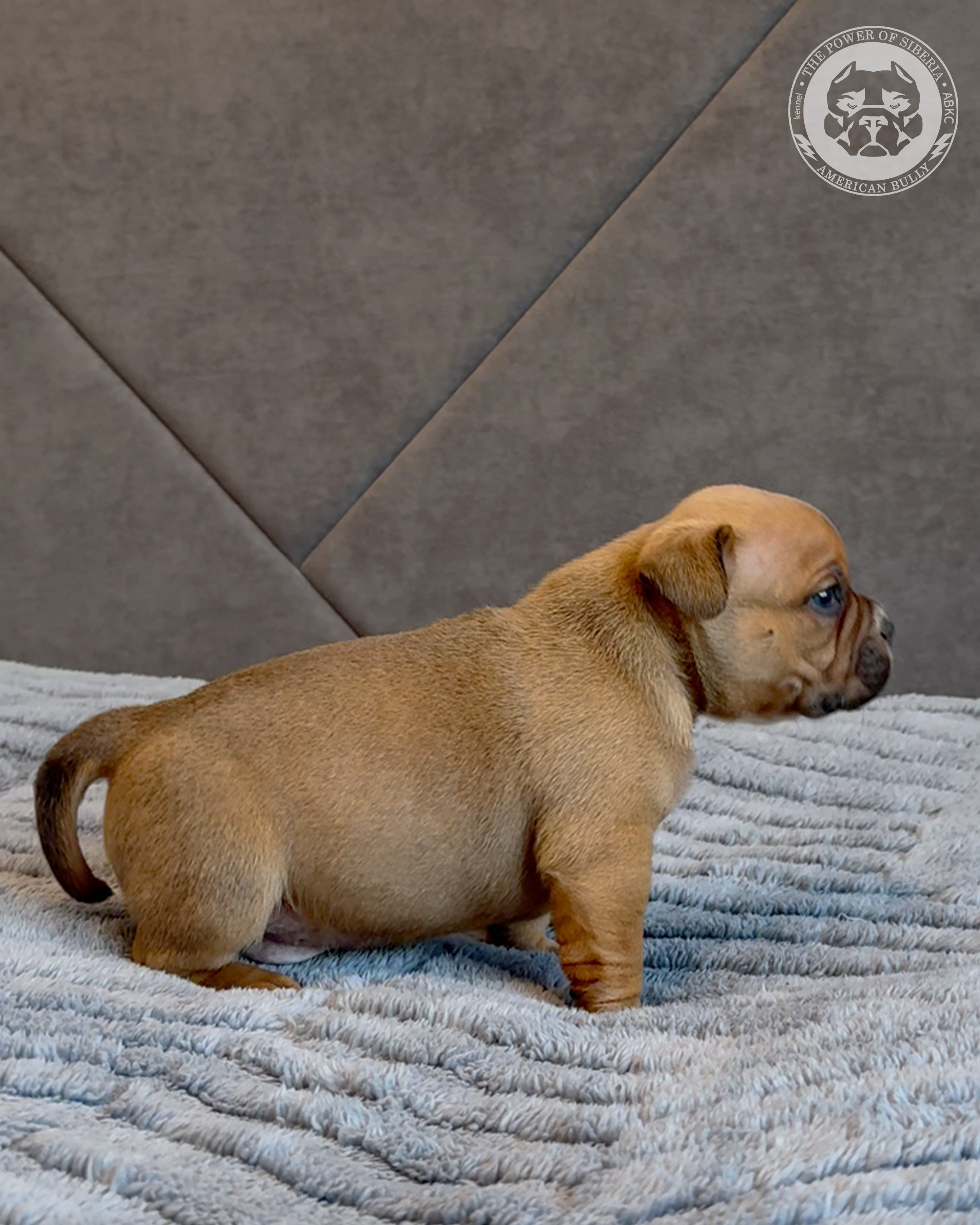 15.03.26-Баффи-Зевс. Американский Булли в г. Ростов-на-Дону. Питомник THE POWER OF SIBERIA