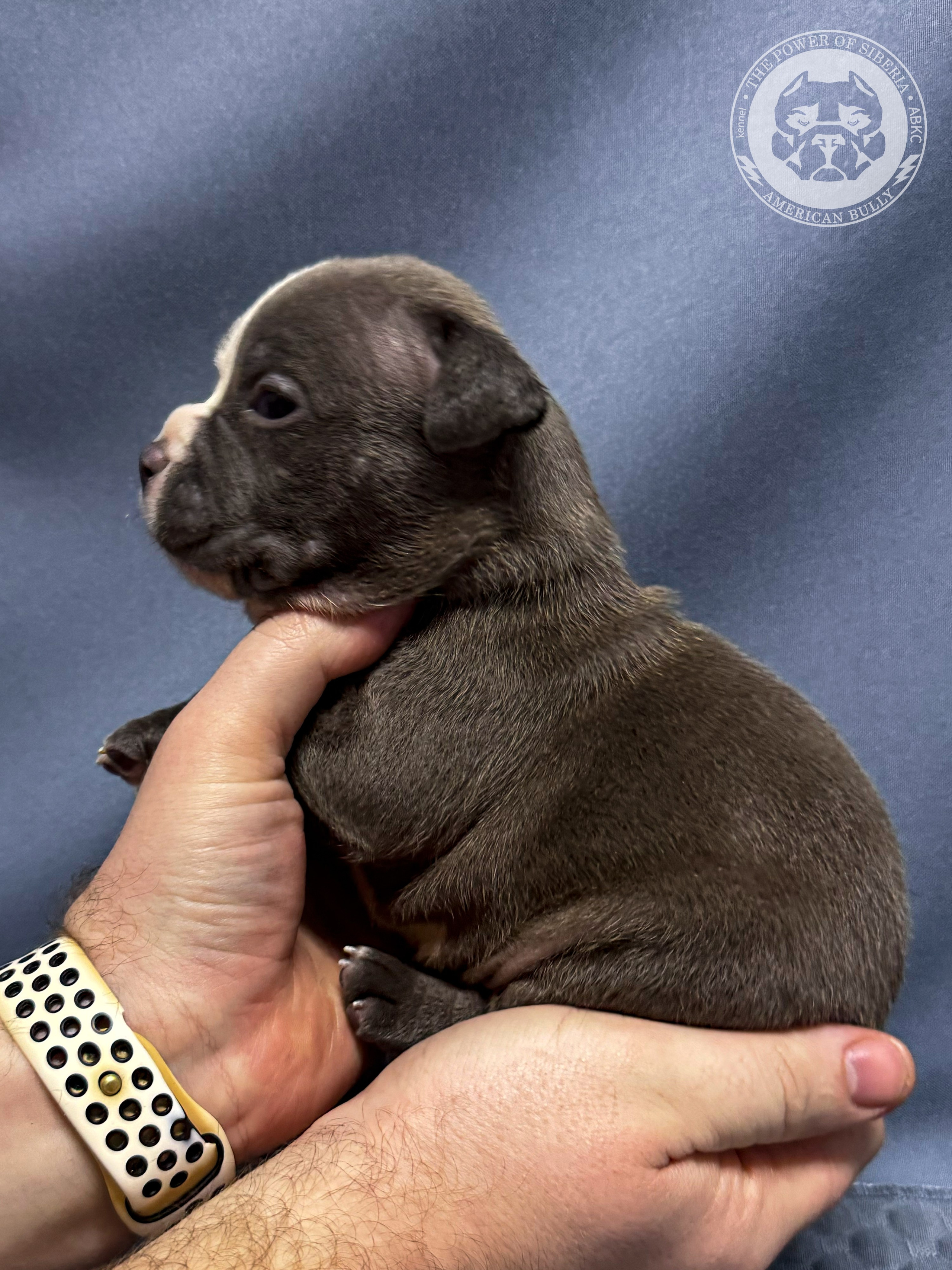 Все свободные щенки. Американский Булли в г. Ростов-на-Дону. Питомник THE POWER OF SIBERIA