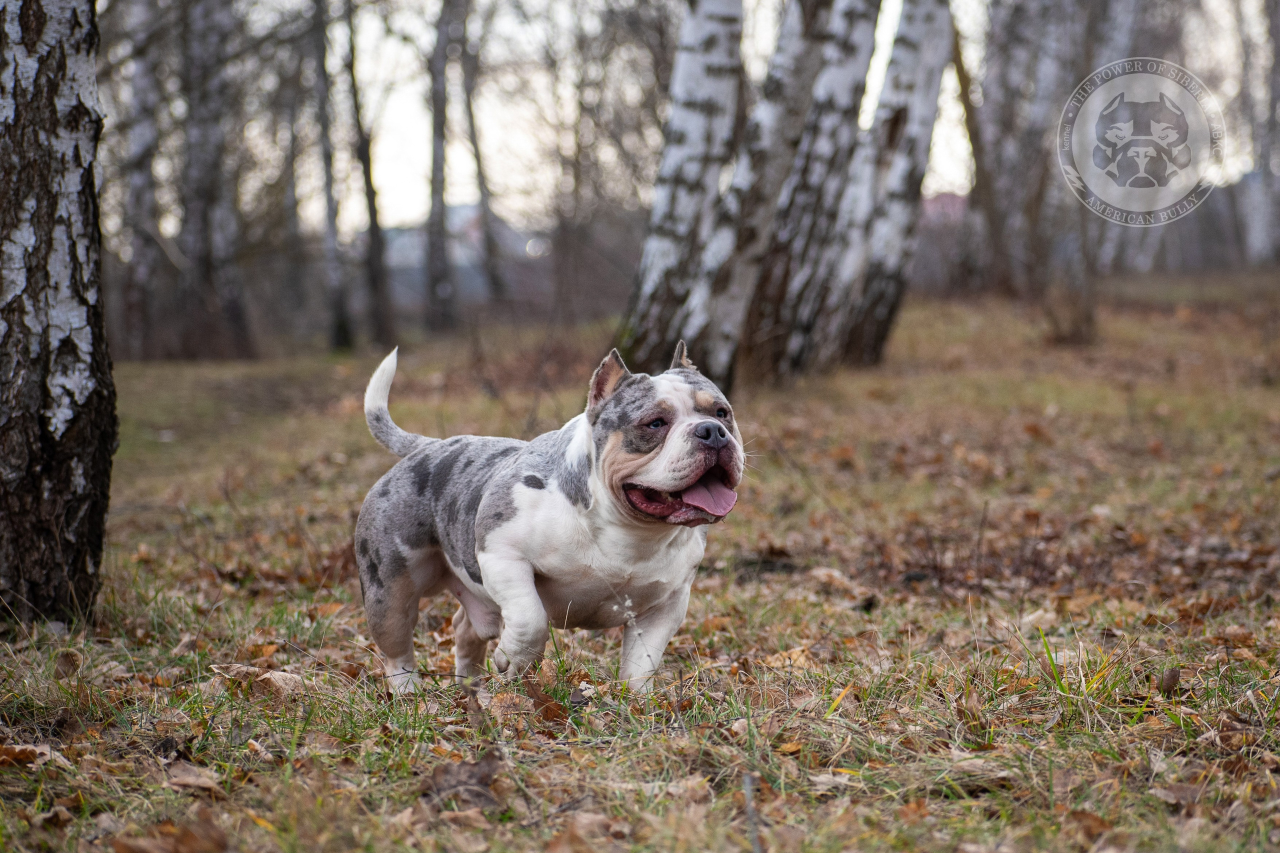 питомник американских булли в талдоме, питомник и цена американ американский булли, фаворит гигант питомник американских булли, американский булли купить,