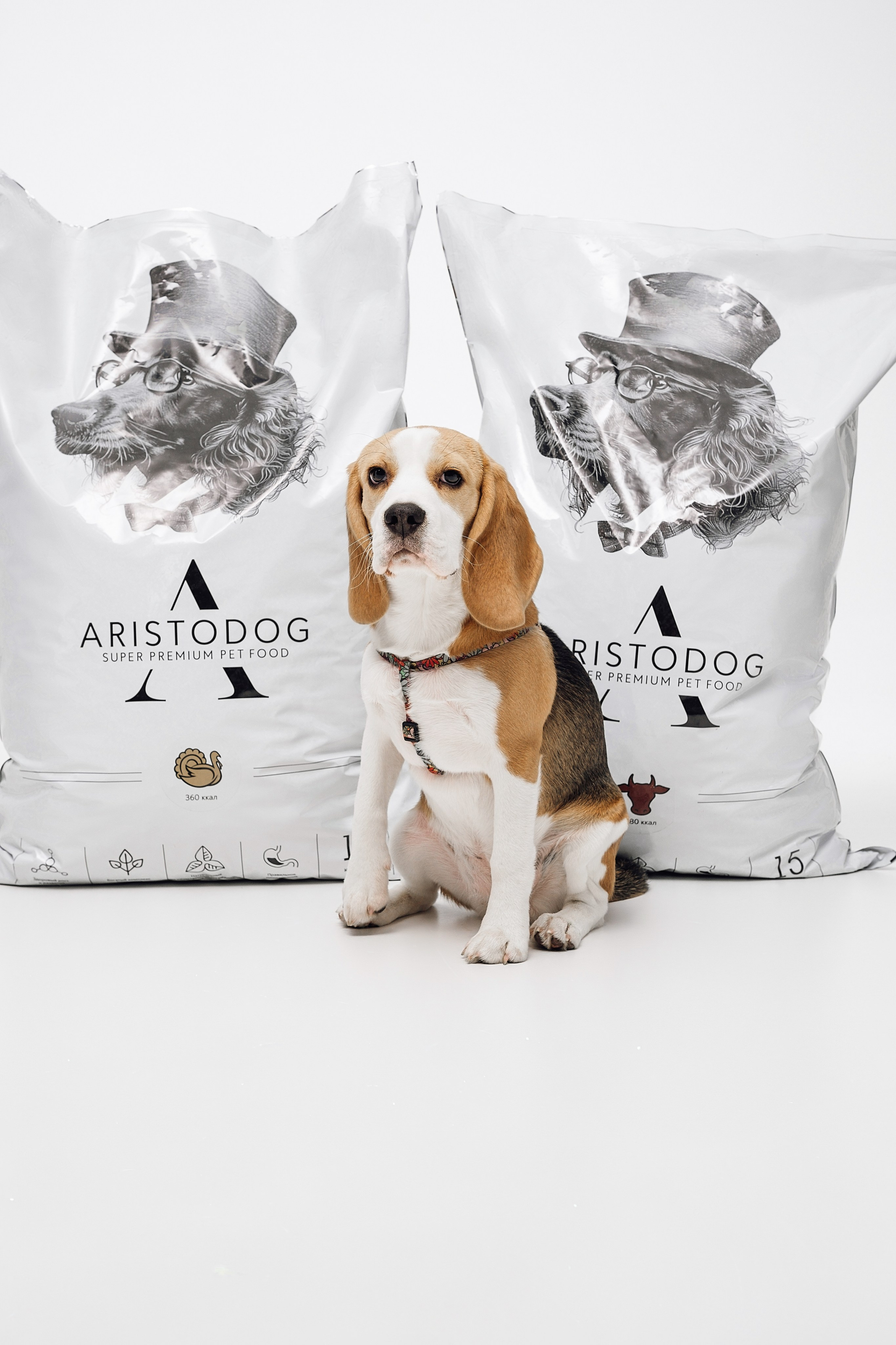 ARISTODOG. Фотограф и видеограф Анна Жагорина