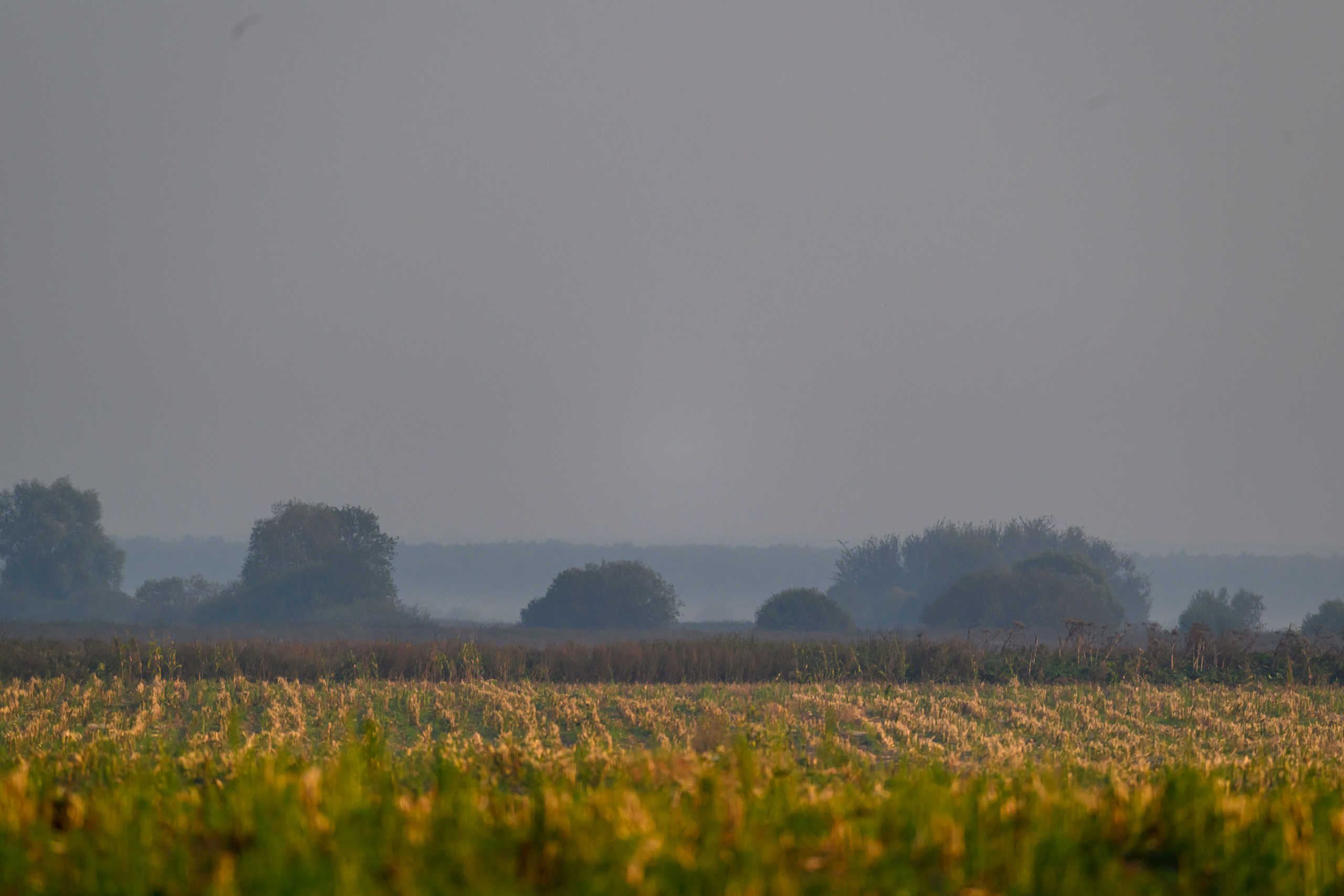 Журавли опять мимо. The cranes are passing by again. Фотограф Сергей Пупонин