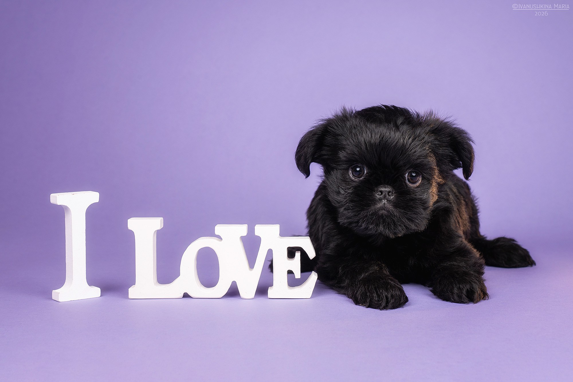 Фотосессия щенков на фонах. Фотограф собак в Москве и Московской области Иванушкина Мария