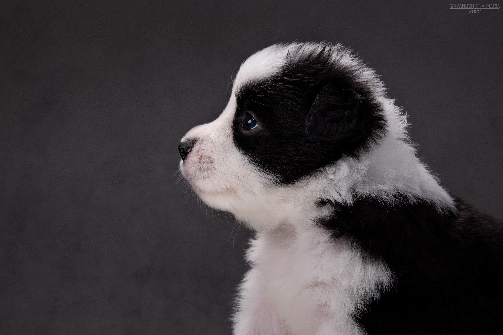 щенок бордер колли