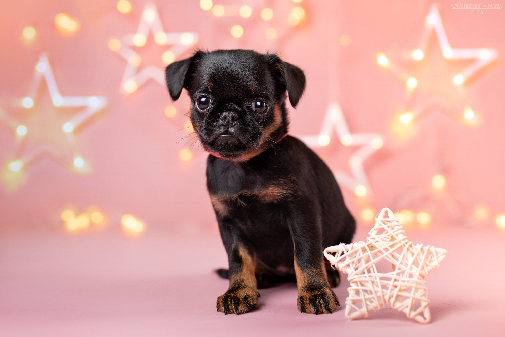 Фотосессия щенков на фонах. Фотограф собак в Москве и Московской области Иванушкина Мария