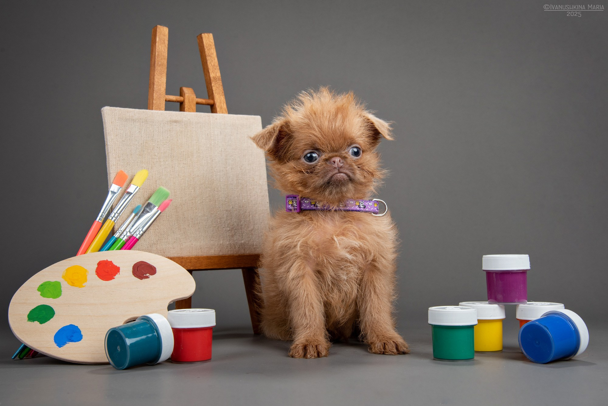 щенок гриффона