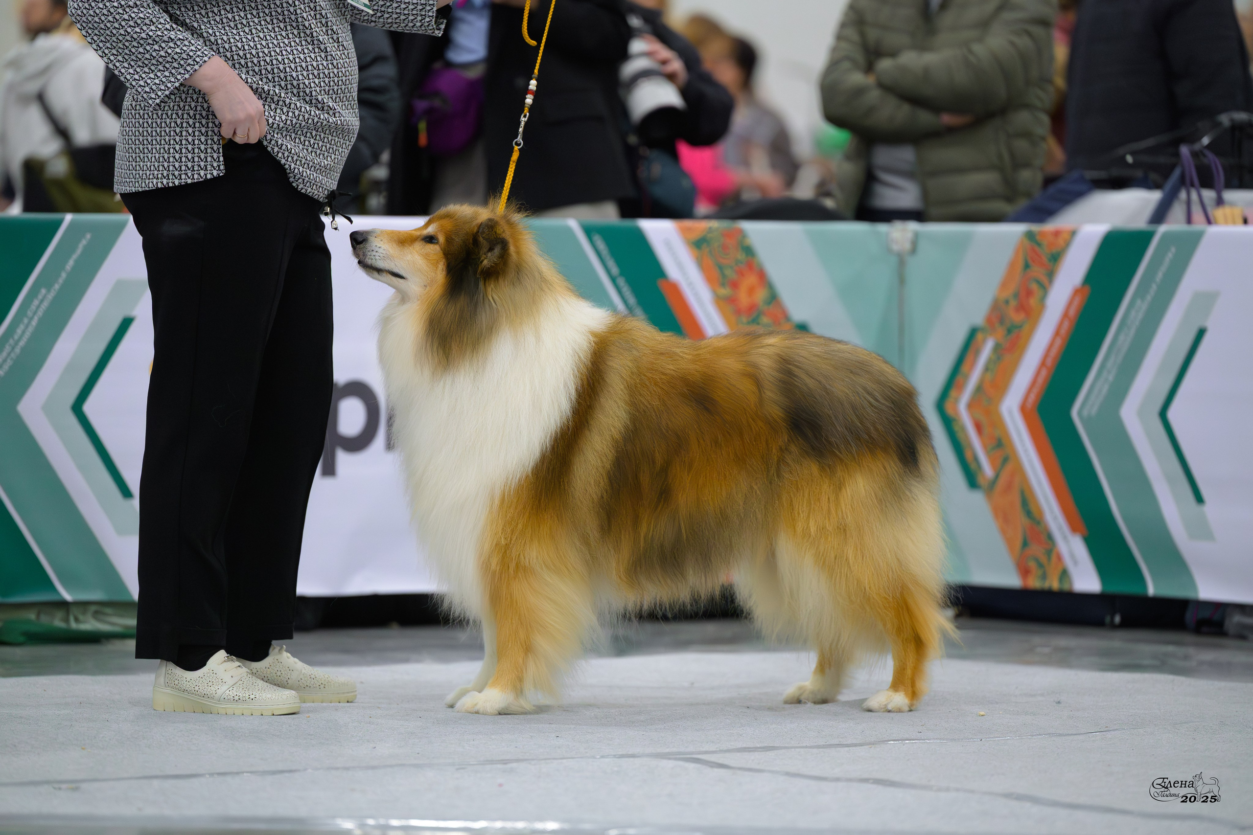 15-16.11.2025 ЕВРАЗИЯ г. Москва. Фотограф анималист Елена Галдина г. Красноярск