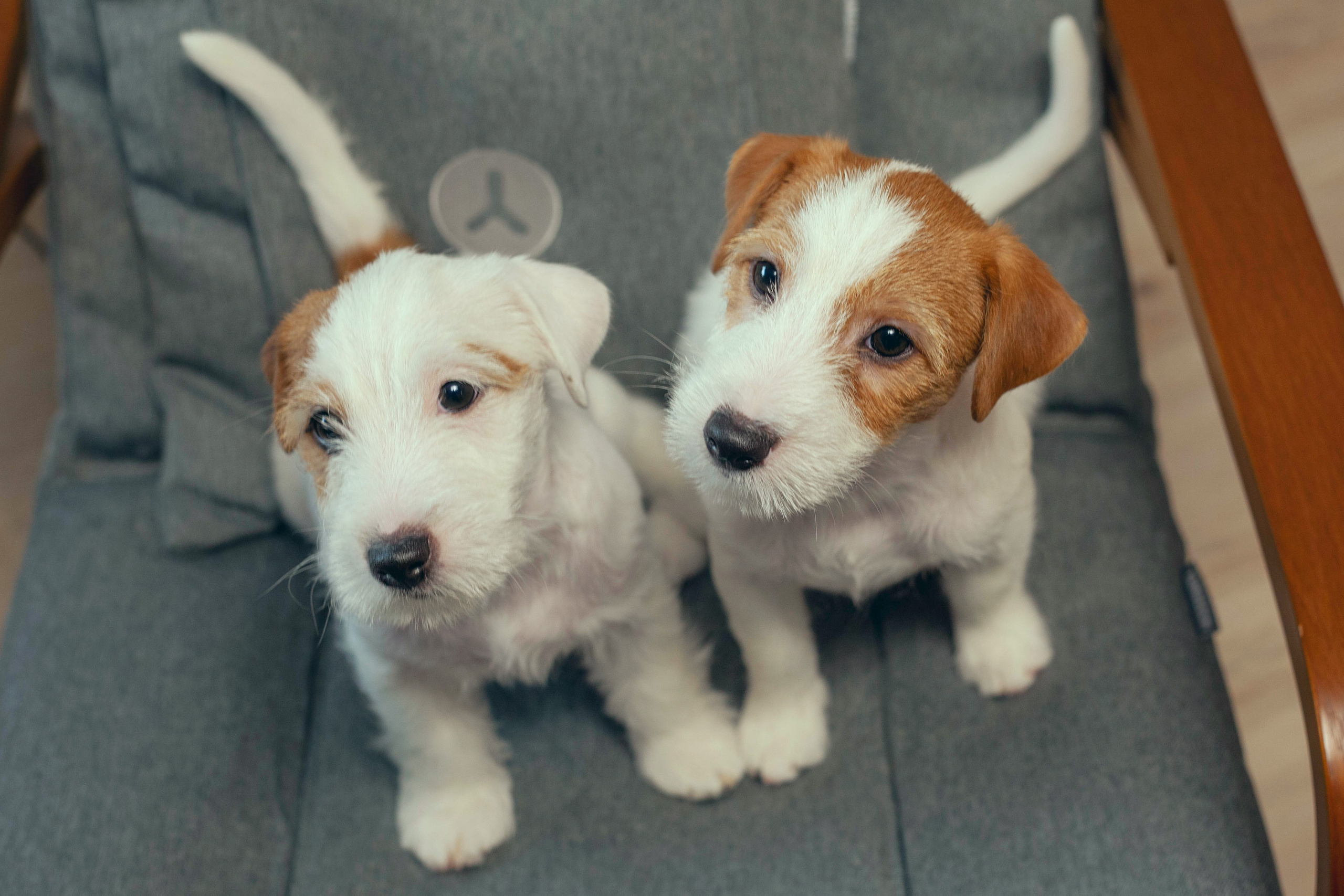 Щенки. Slavilada-Лапки. Свет. Любовь… Профессиональная фотосессия питомцев Для памяти, пристройства и продажи. Хабаровск