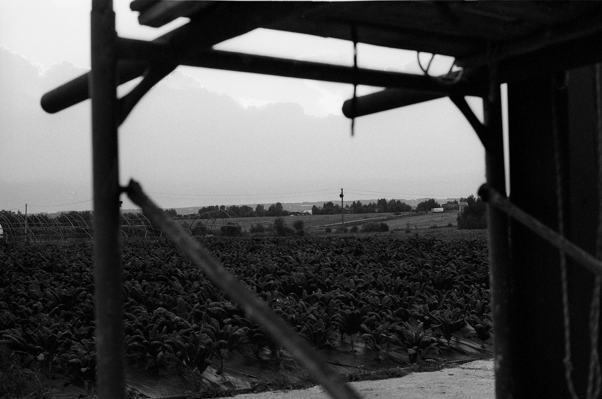 SuperFoodFarm. The history of the farm. Another person Pavel Potseluev. A photographer in 2025