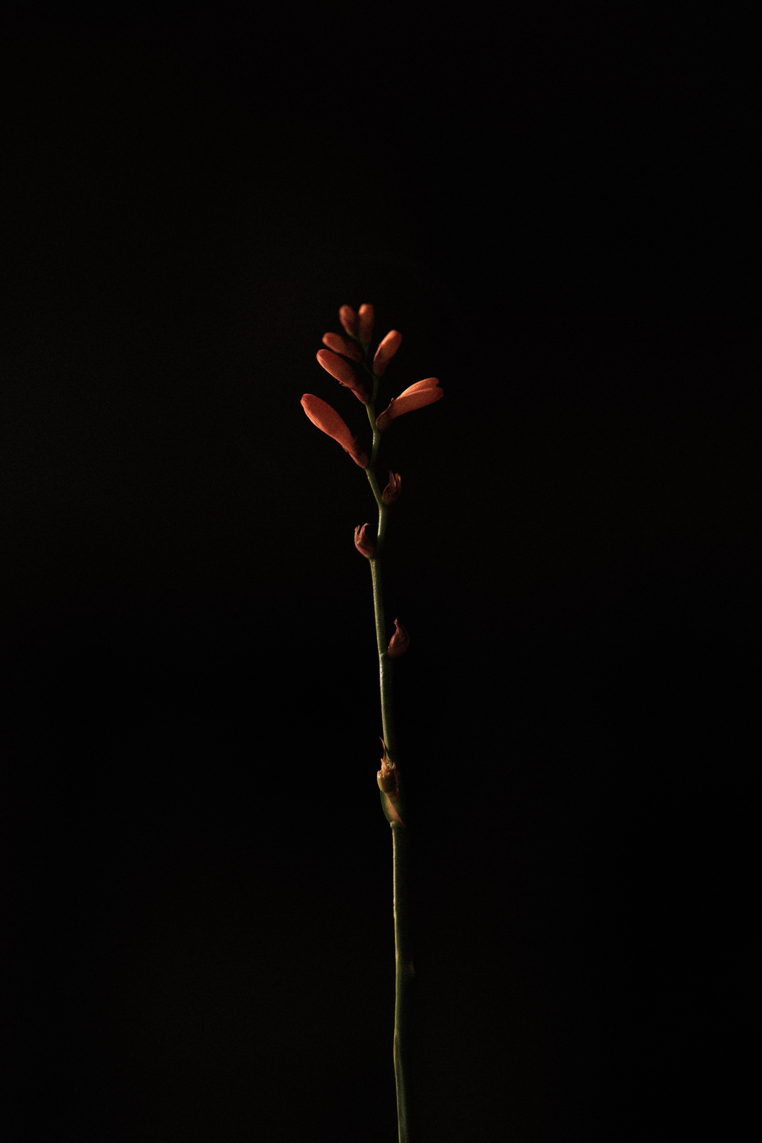 СВАДЬБЫ. Свадебный и event-фотограф Иван Волнухин