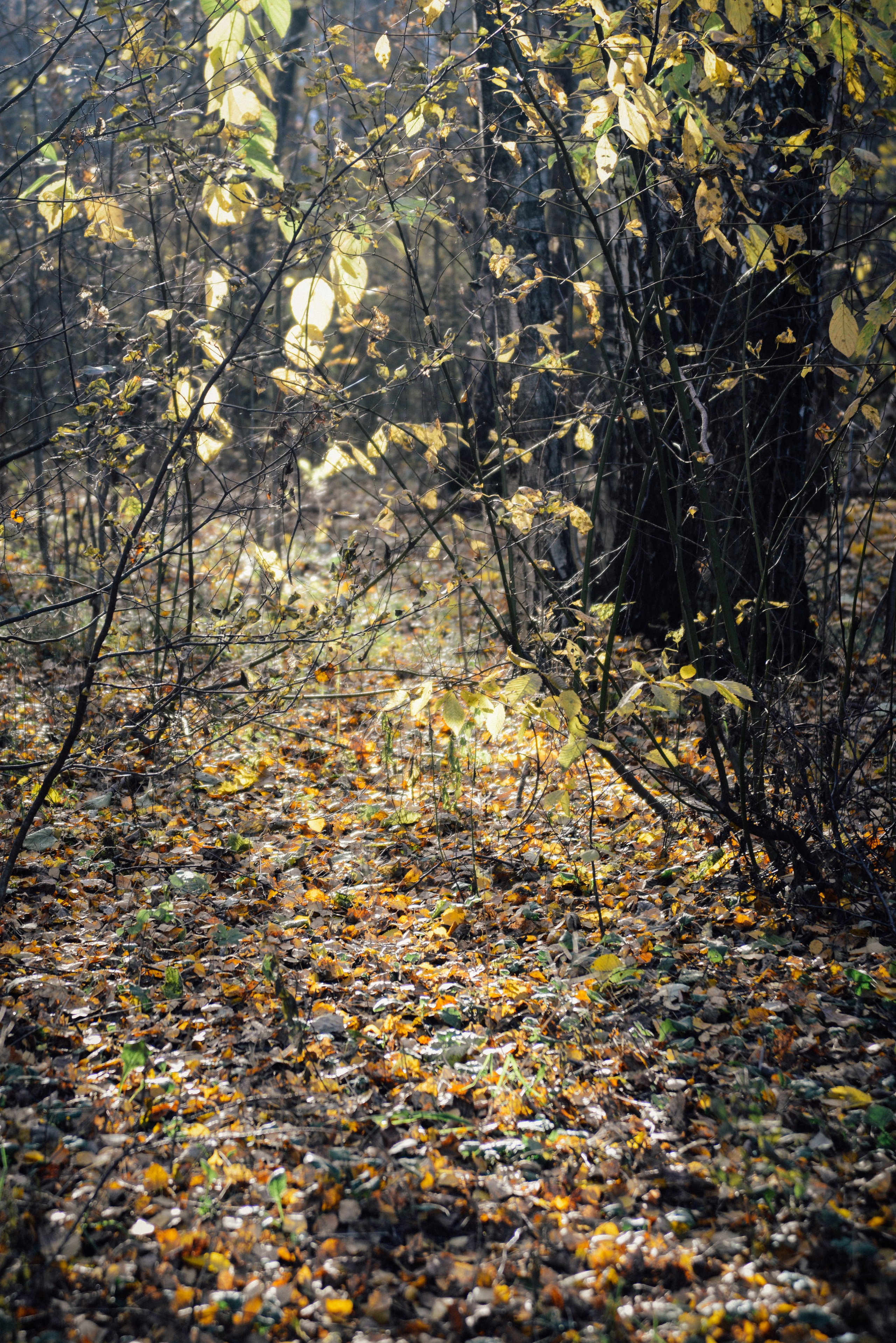 Autumn trees and leaves in a forest park