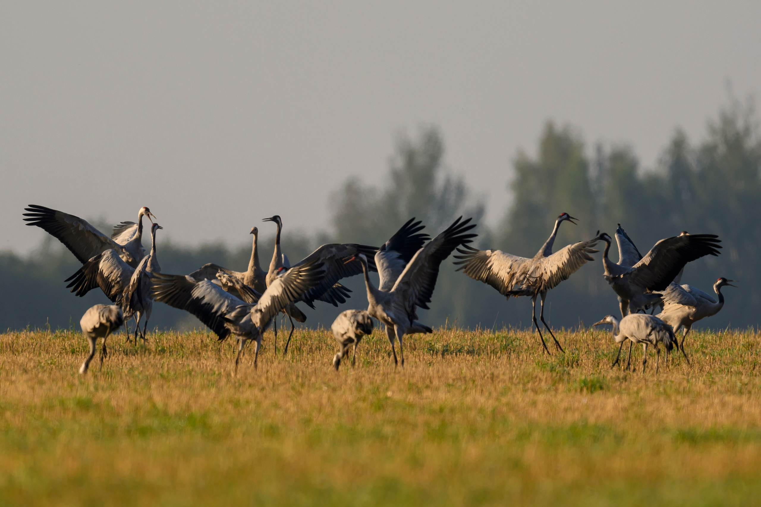 Танцы журавлей. Dances of the Cranes. Фотограф Сергей Пупонин