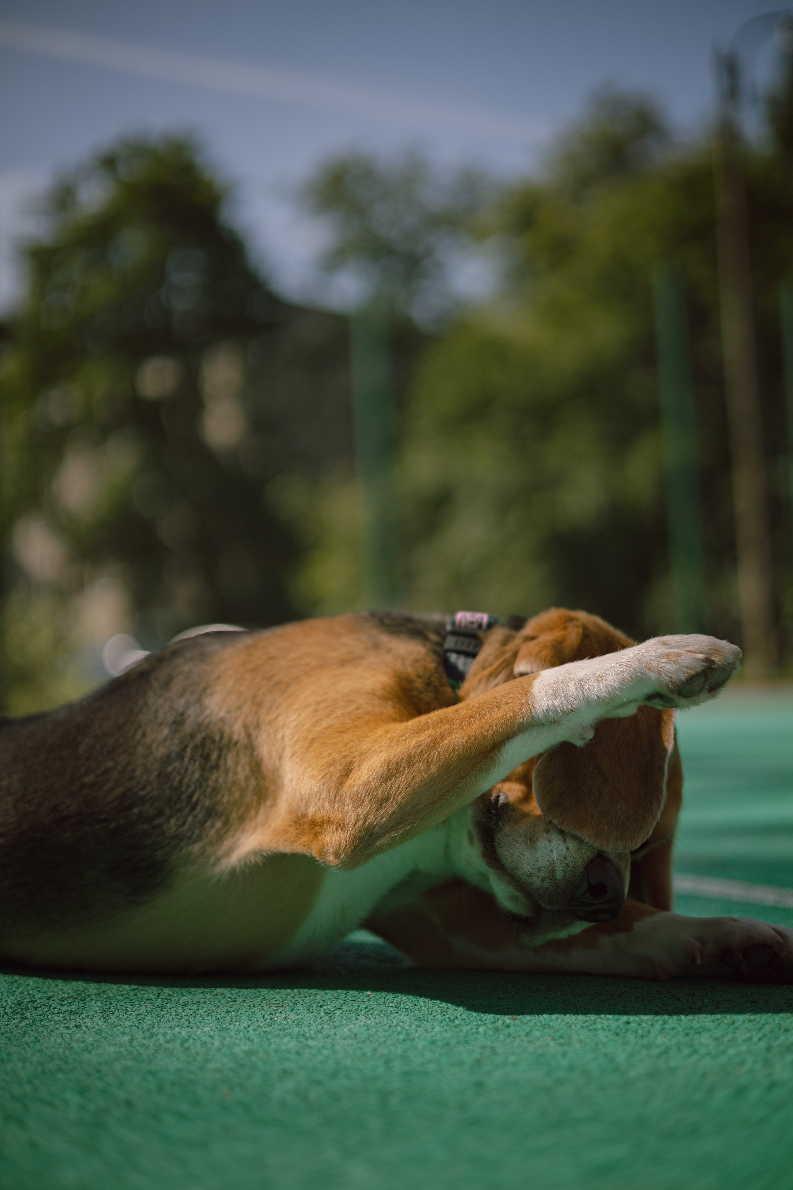 Катя и Оуджи. Фотограф — анималист •love-story•|Санкт-Петербург