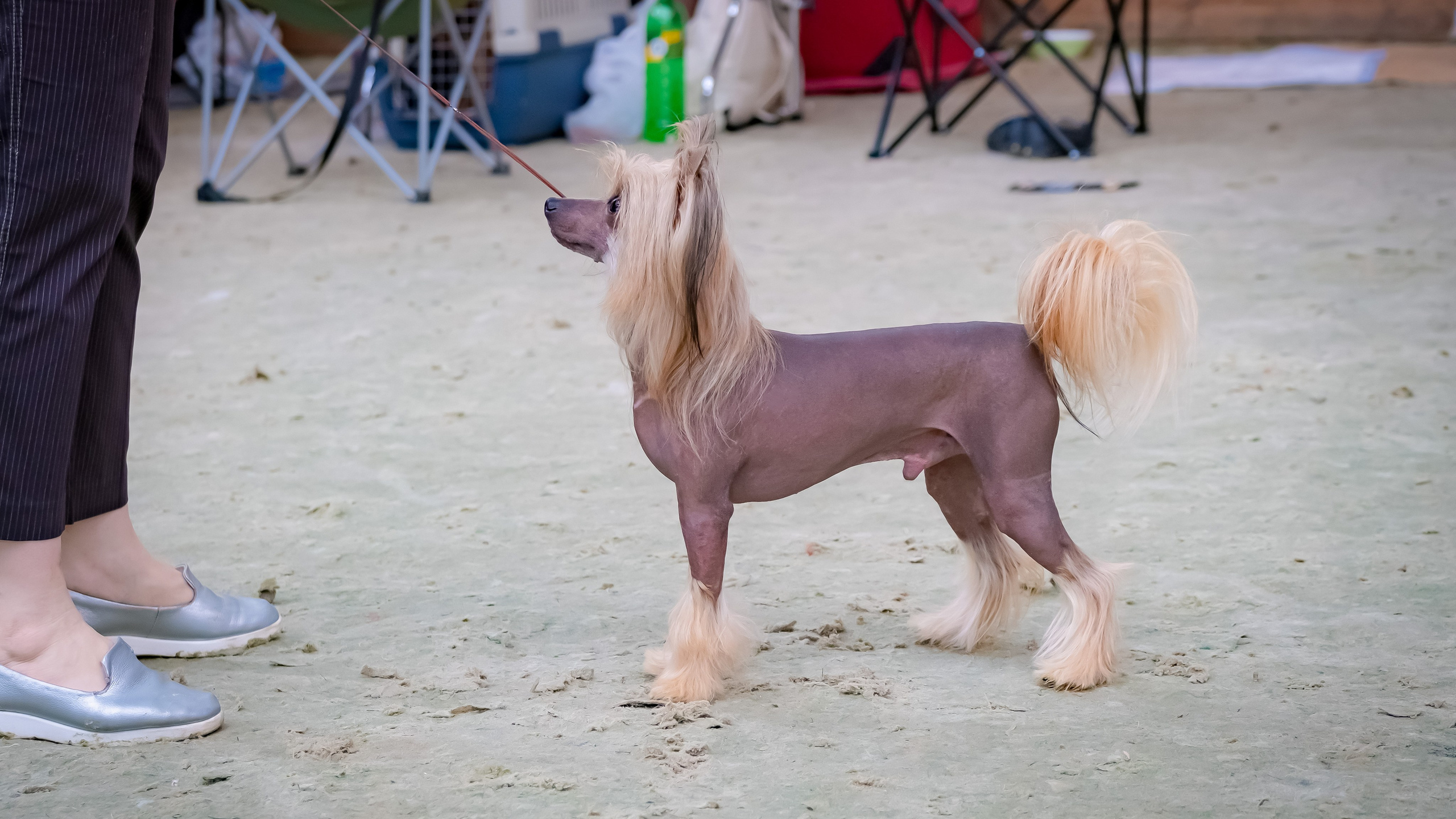 Poale Ell Cooper. Chinese Crested Dog Kennel Poale Ell