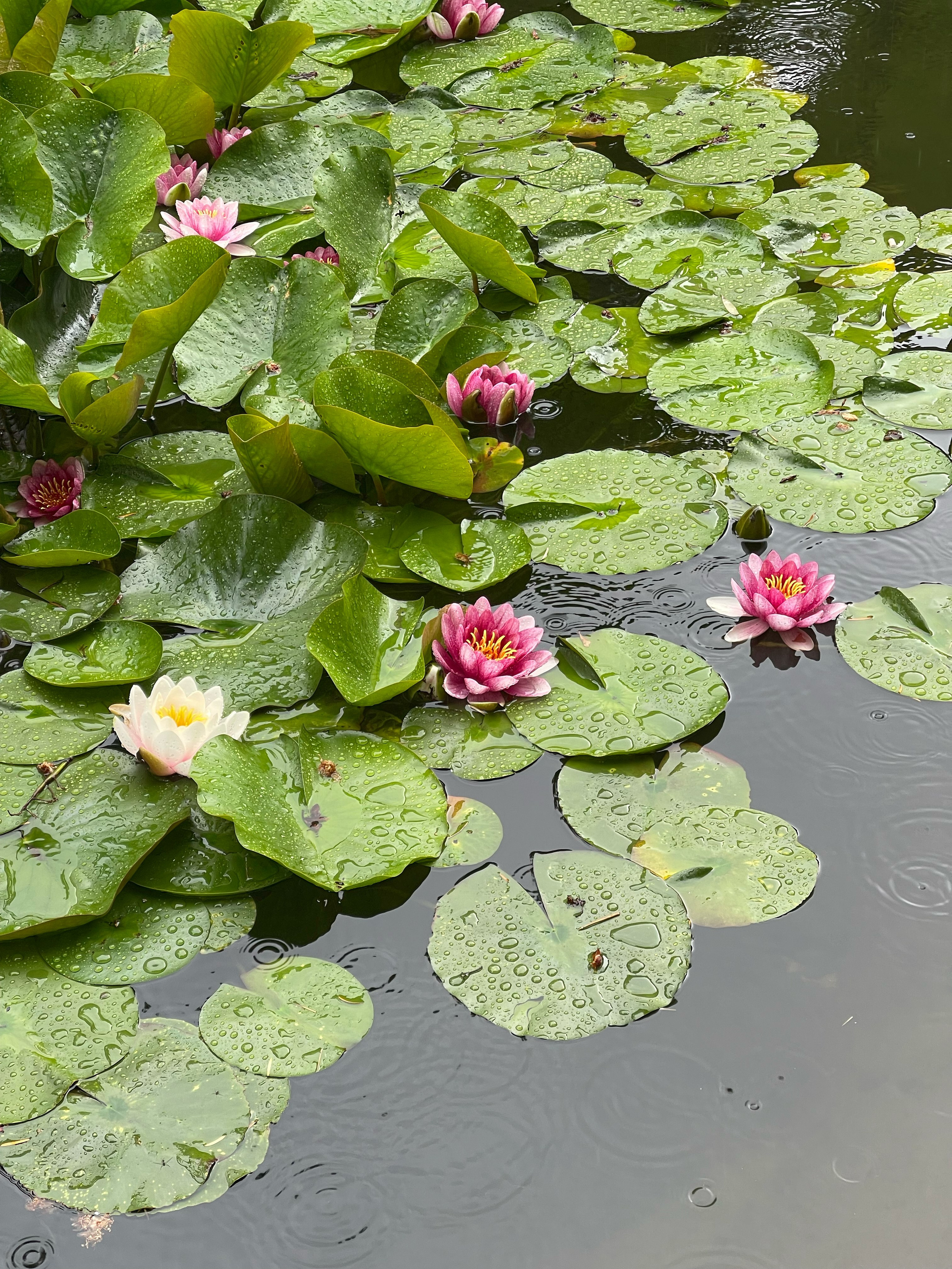 HEYDAY. Daria Blinova