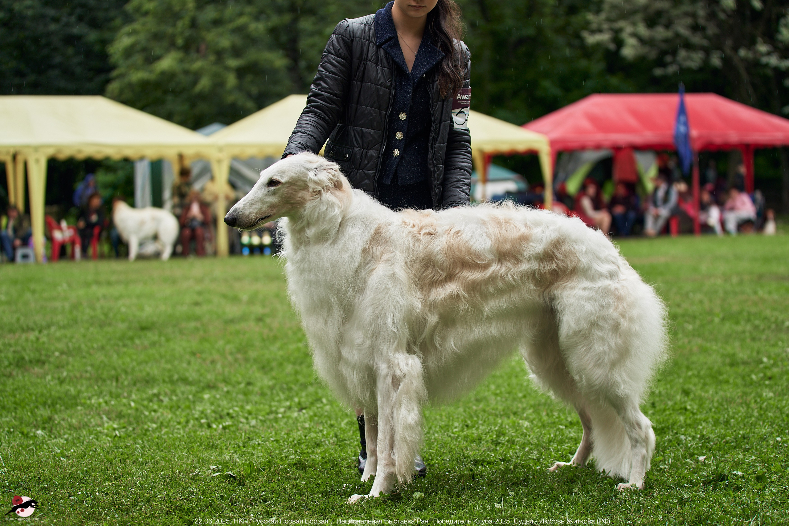 22.06.2025 | Национальная Выставка НКП "Русская Псовая Борзая"