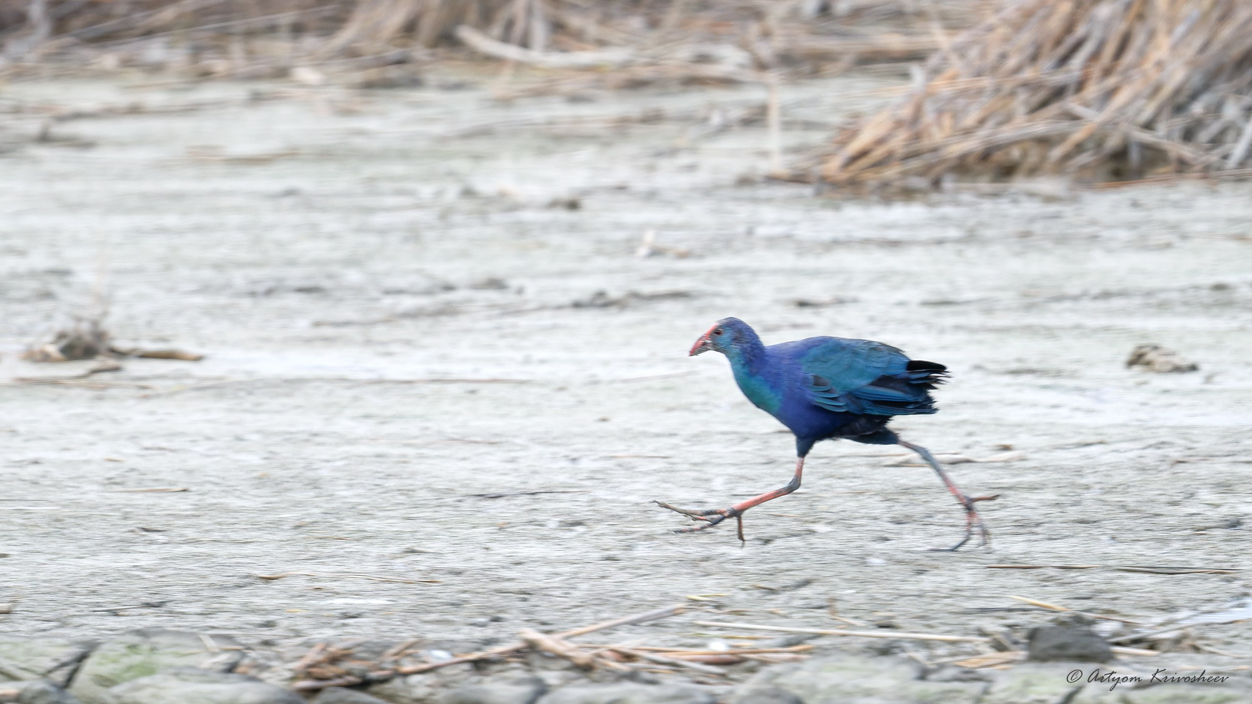 Султанка. Фотограф и путешественник Артём Кривошеев