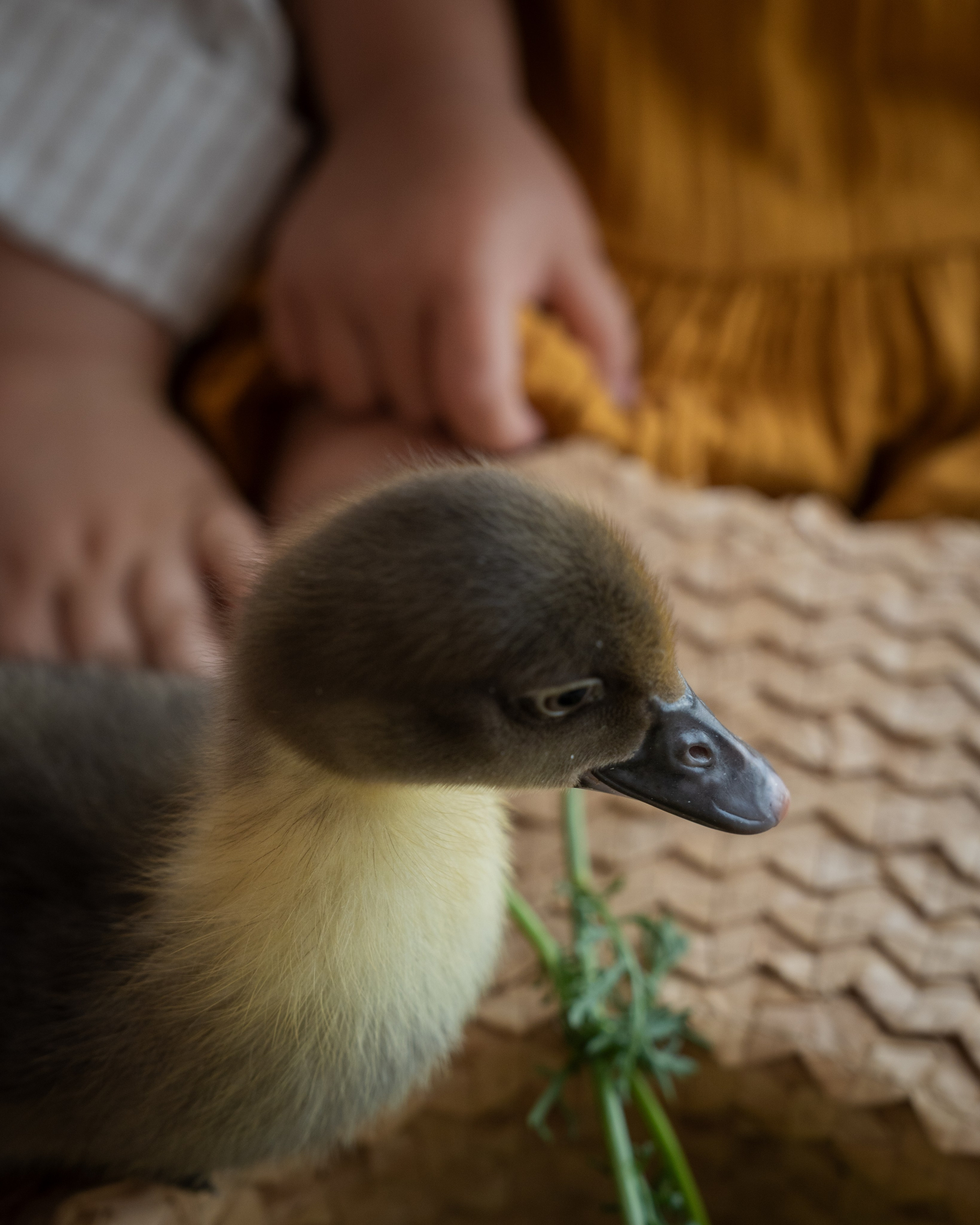 Семейная фотосессия в Аликанте | Детский фотограф. Фотограф в Аликанте СветЛана Константинова