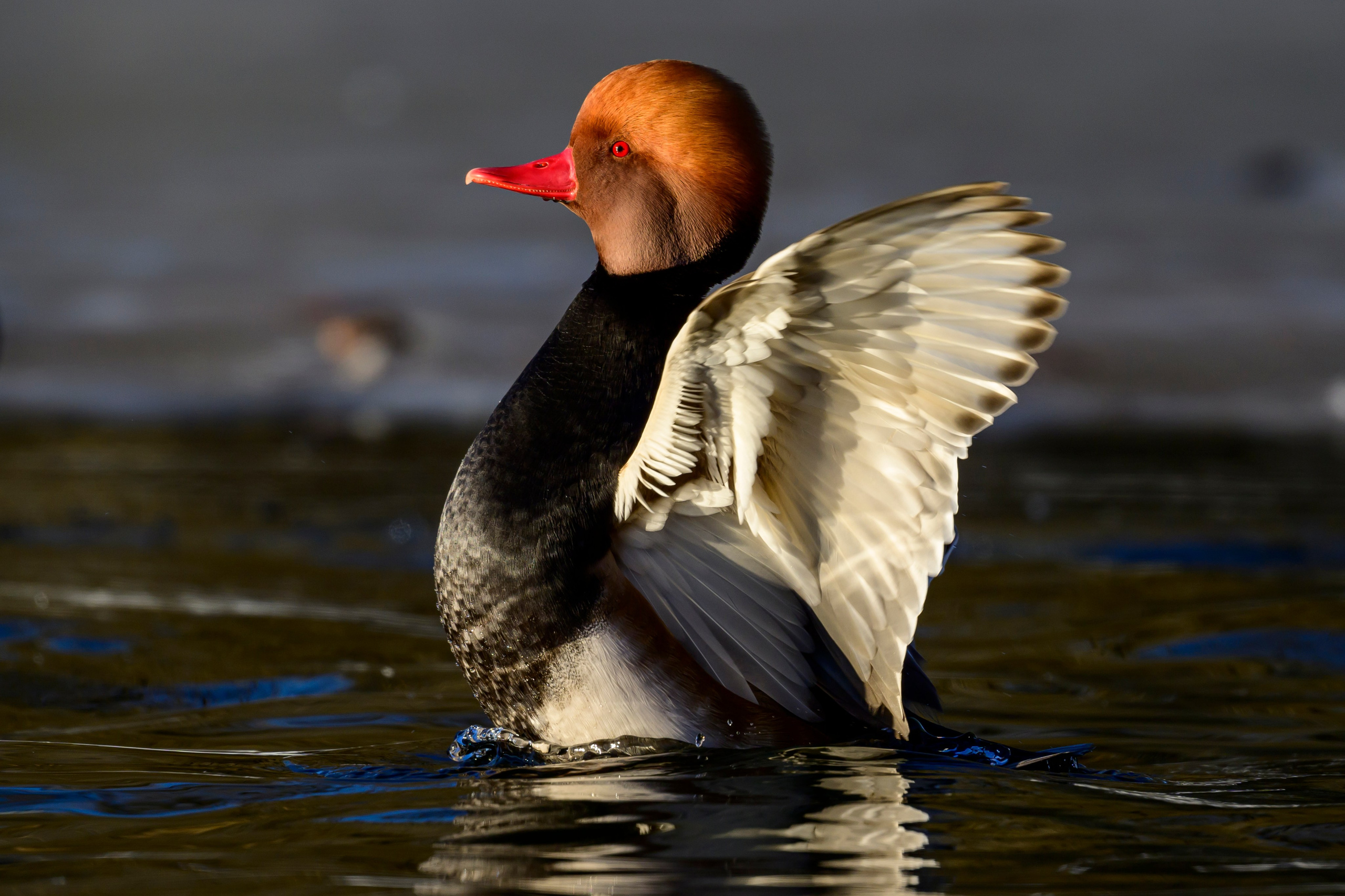 Нырки, пеганки, лебеди. Pochards, shelducks, swans. Wildlife photography by Sergey Puponin