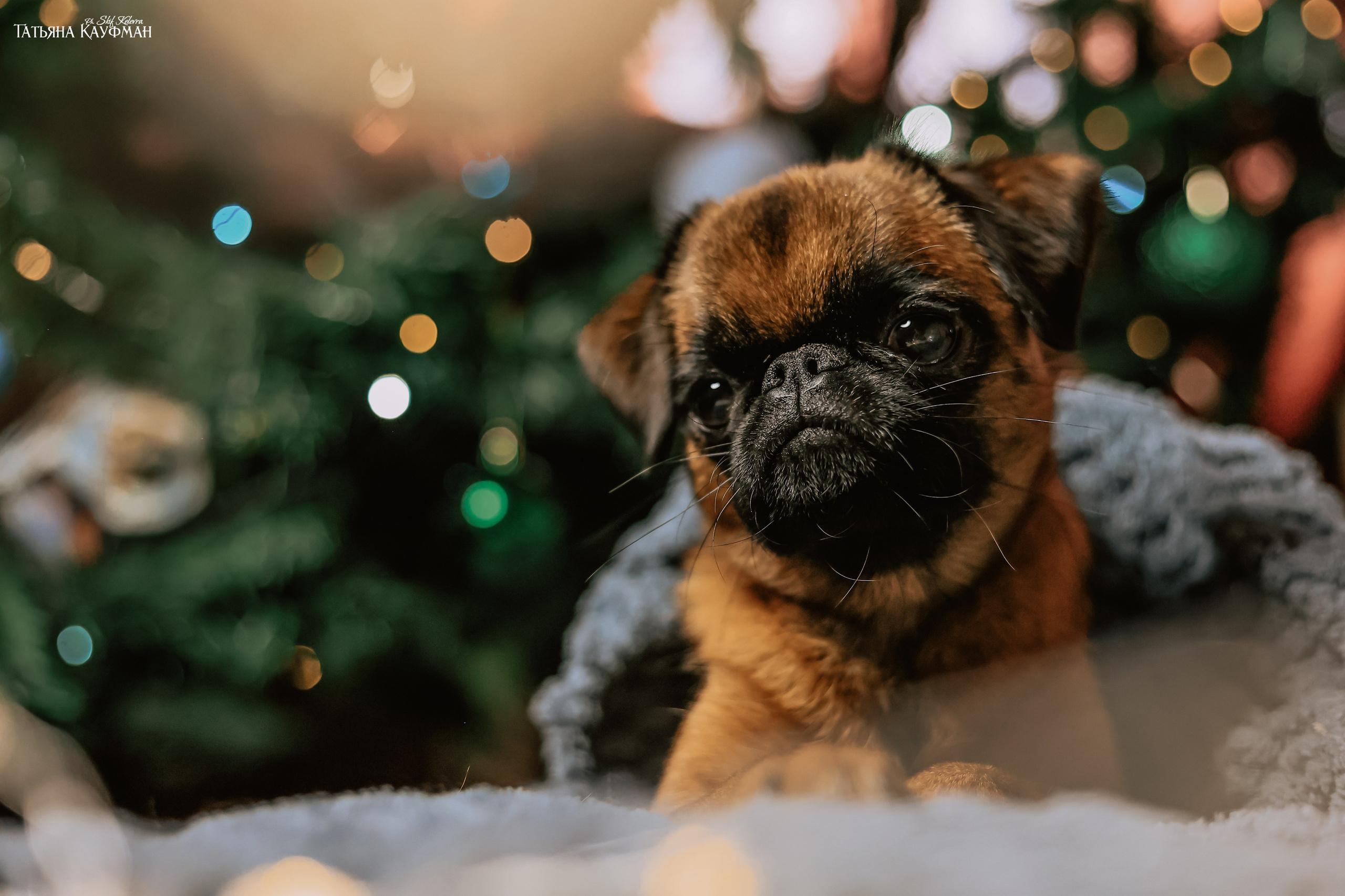 Малый брабансон, фотография брабансон, красивая собака, фотограф анималист, фотокурс Анималистика, научиться фотографировать собак, фотограф Новосибирск