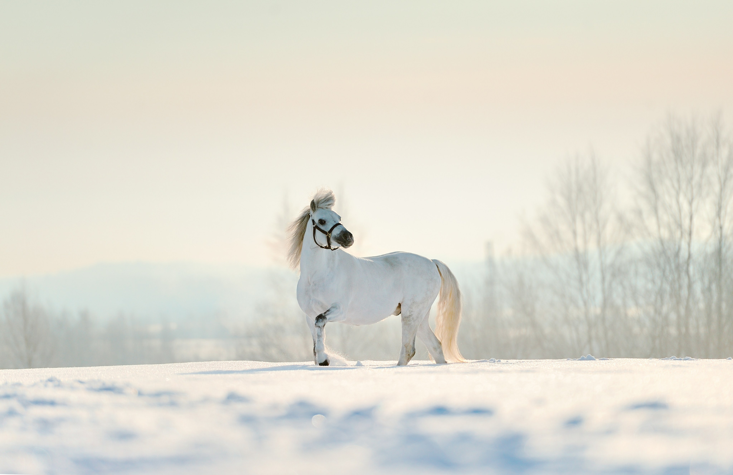 Лошади. Лана Петрова, фотограф