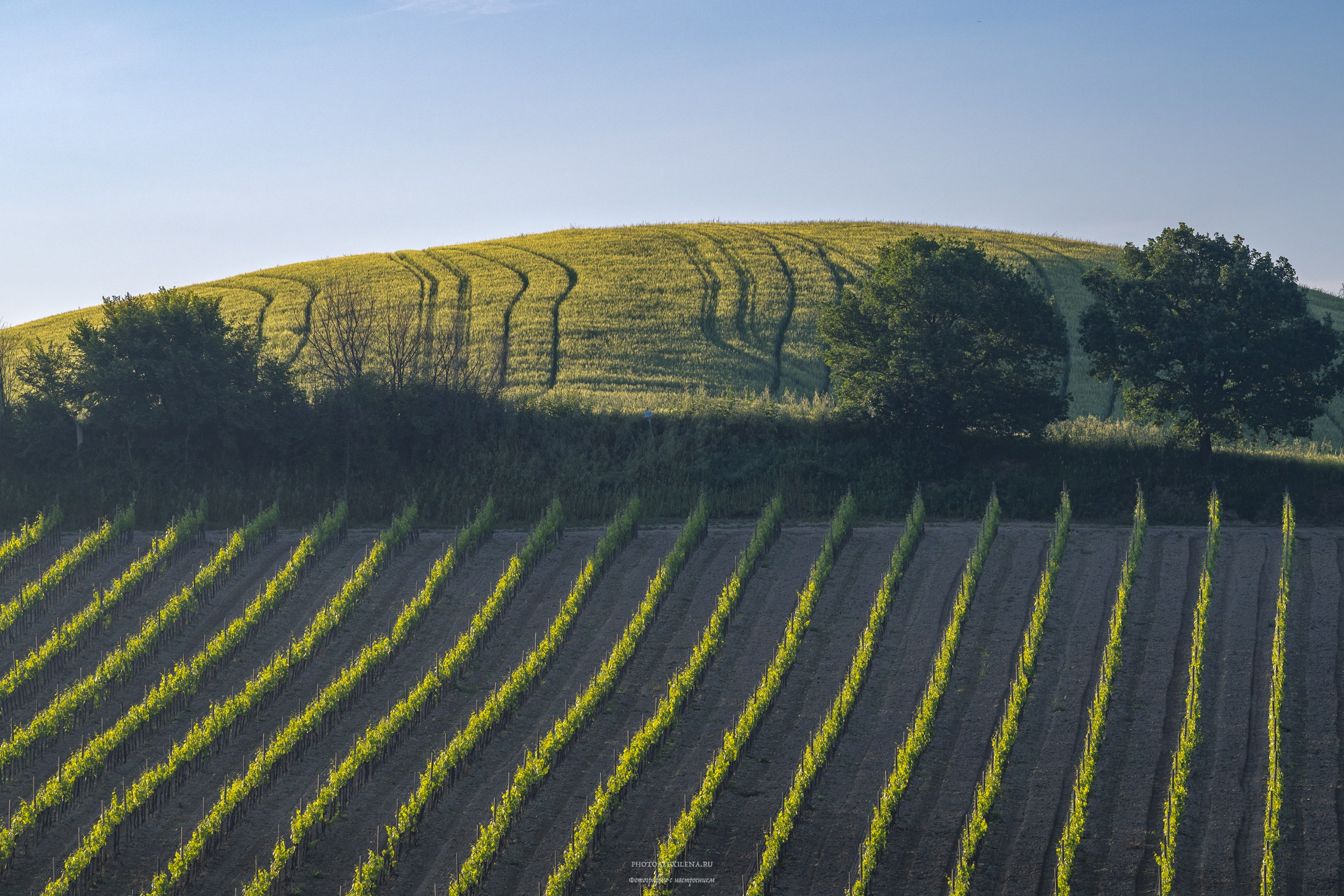 Долина Крете Сенези (Crete Senesi). Авторские стильные фотокартины