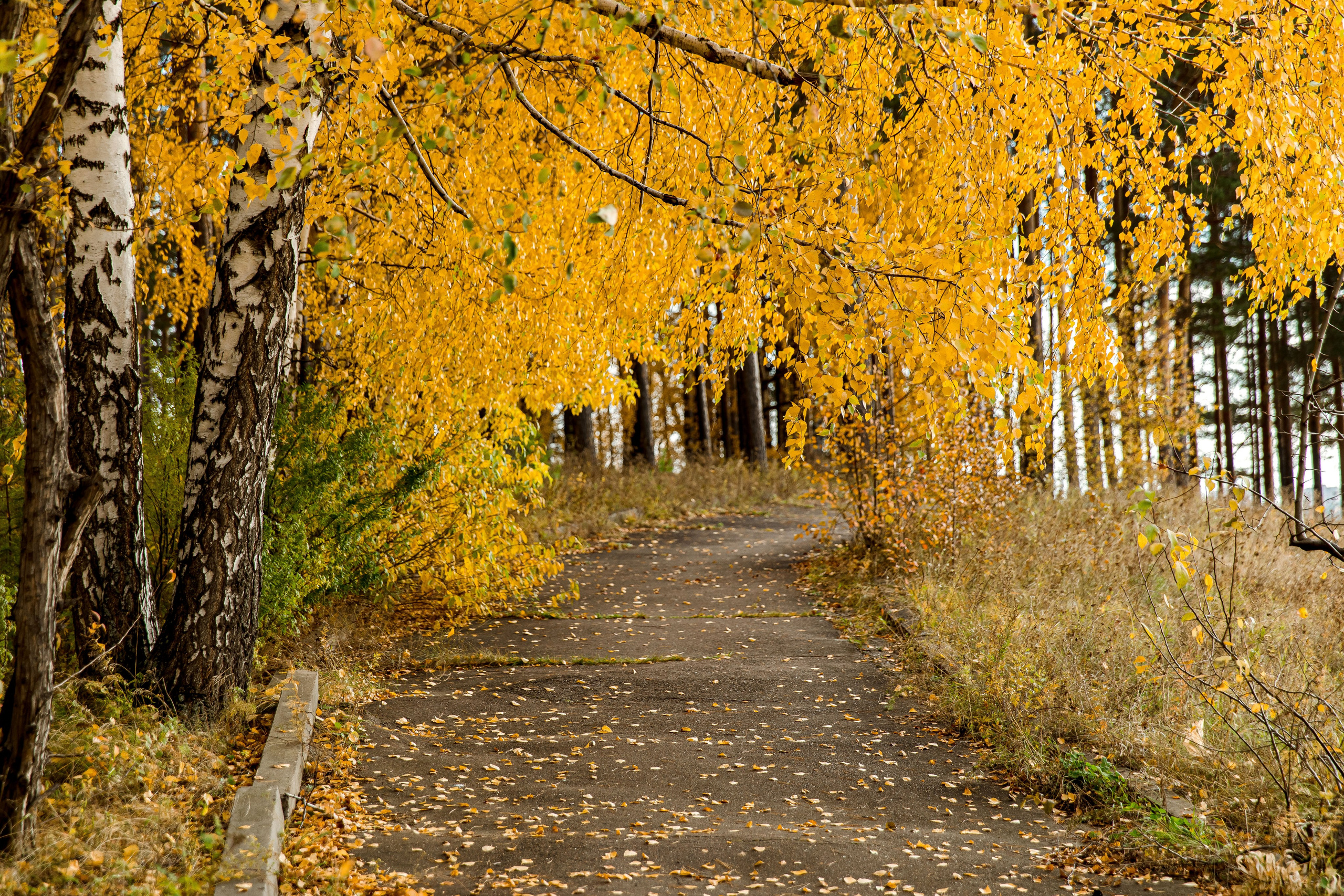 Осень в парке. Семейный и детский фотограф в Железногорске Саламахо Ольга