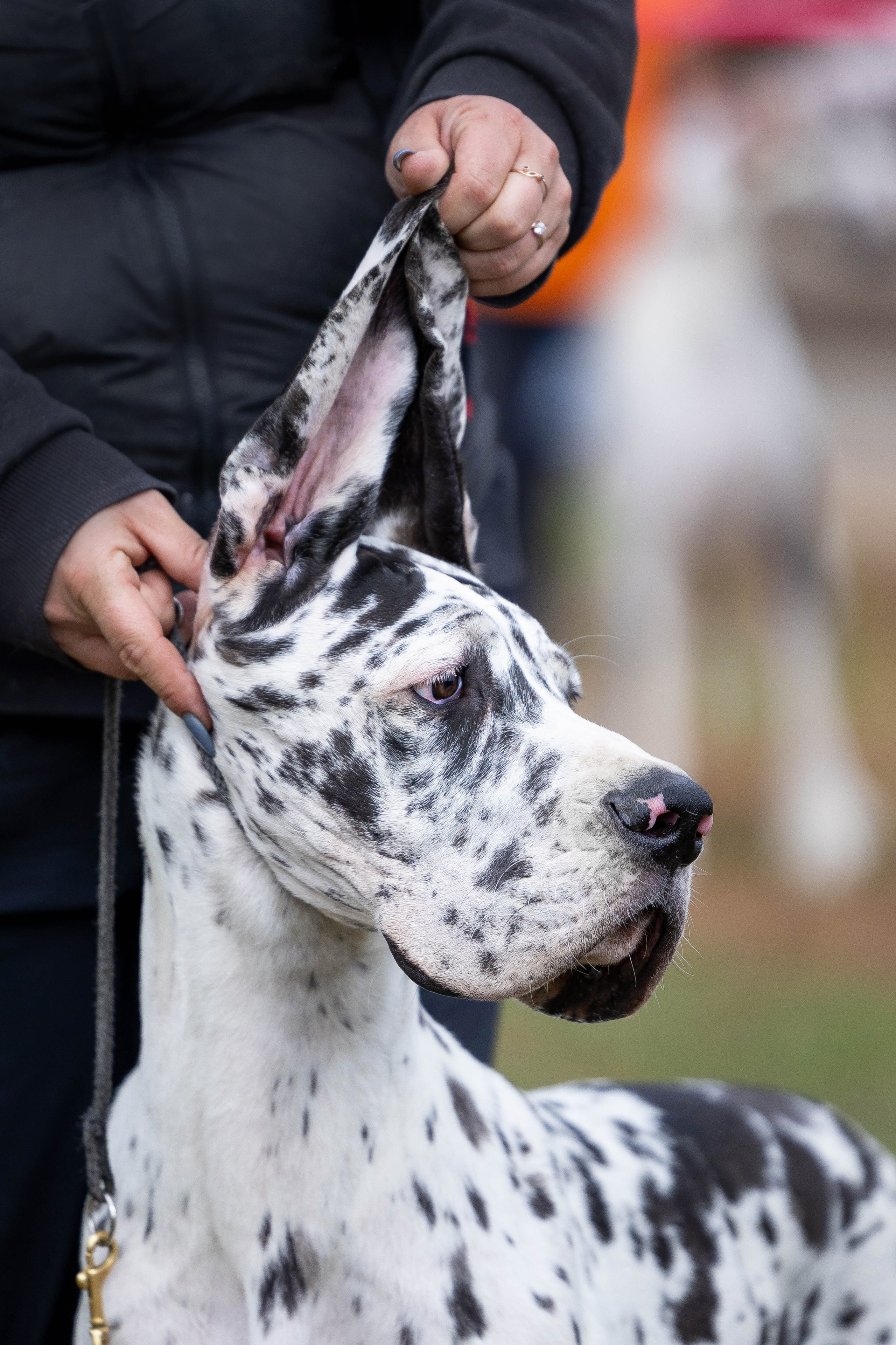 Фотограф Анималист в Перми Анастасия Остерман