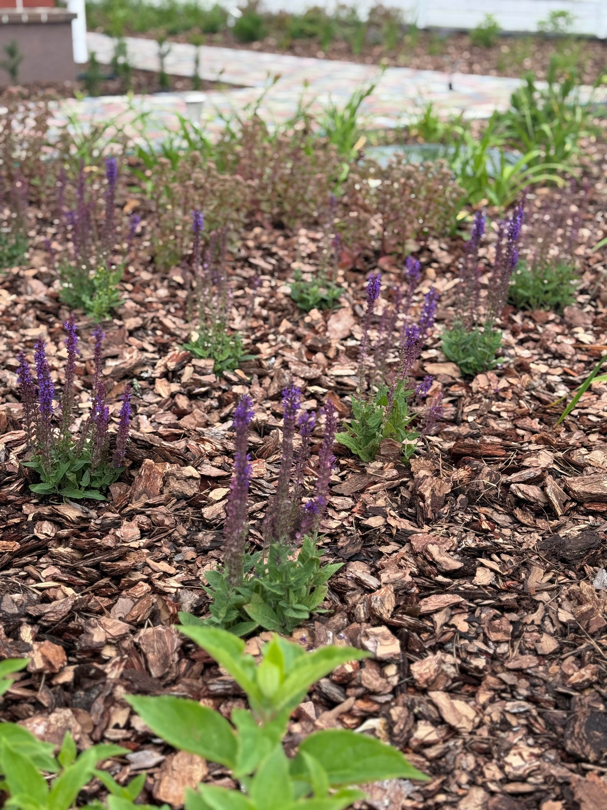 Создание цветника. LA. Ландшафтный дизайн в Минске и Гродно