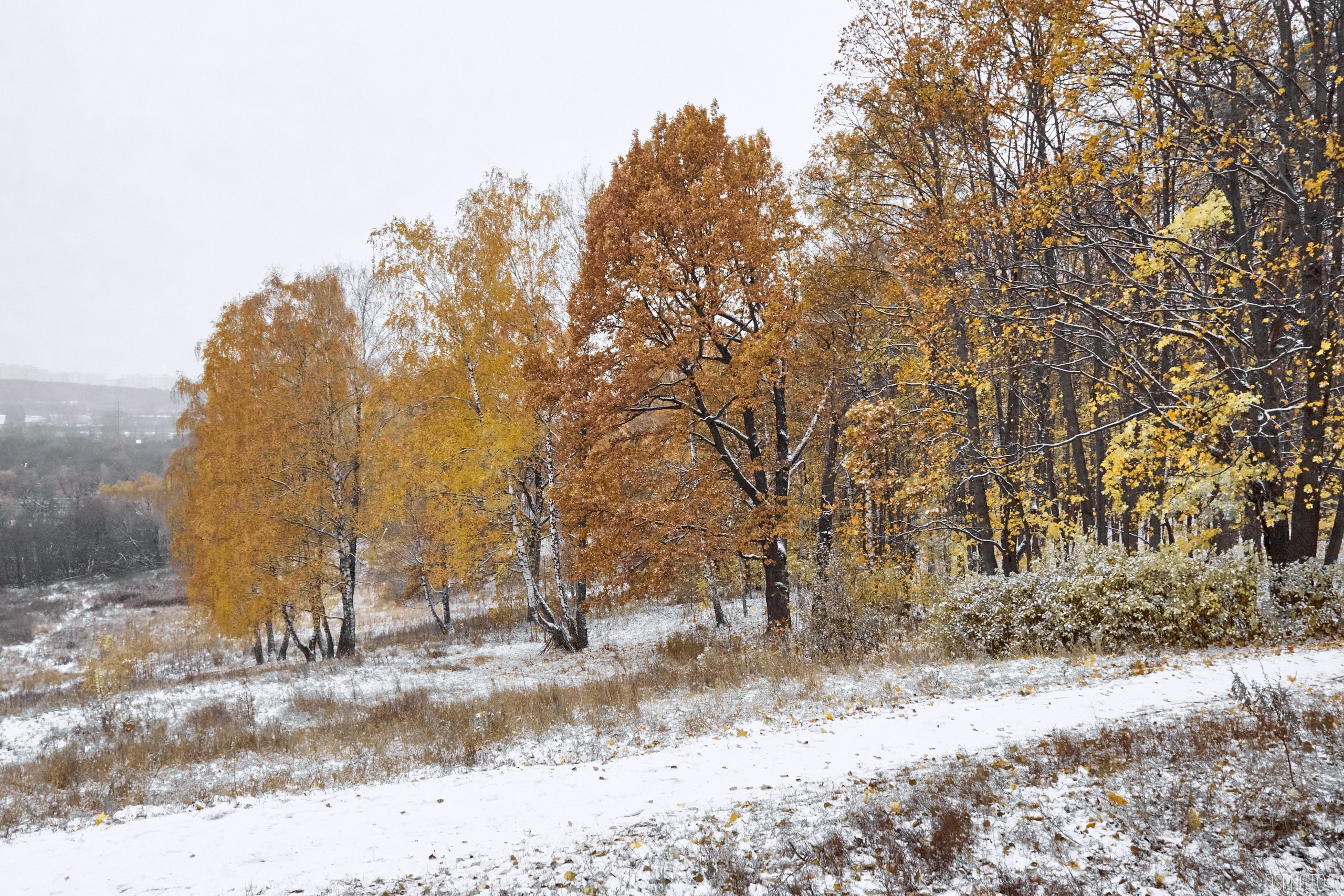 «Иду лесом». Кофе лофт в Братцево. Фотографъ Сергѣевъ. Поймать мгновеніе