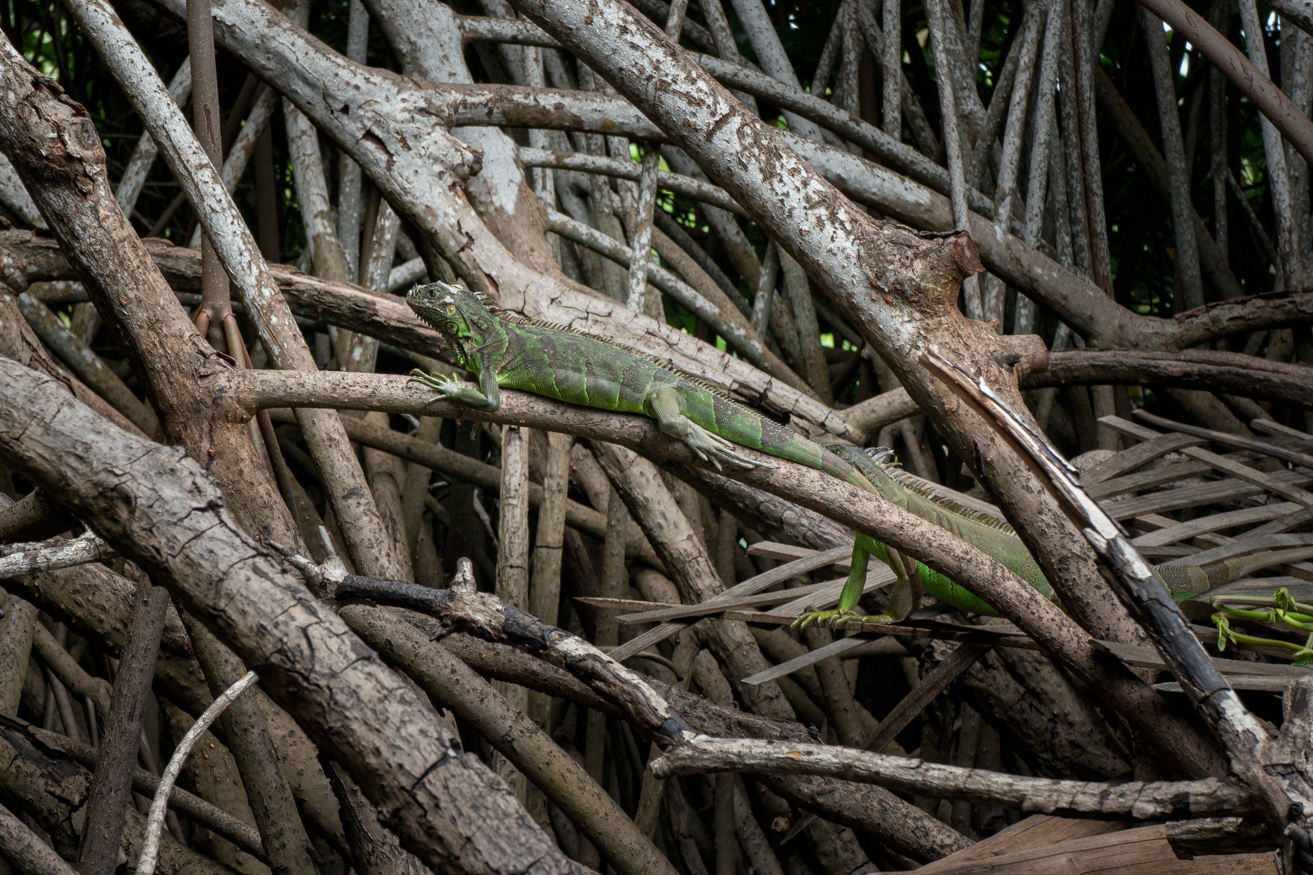 Crocos’ Paradise. CDMX Photography | Alex Klenin| Portrait & Event Photographer