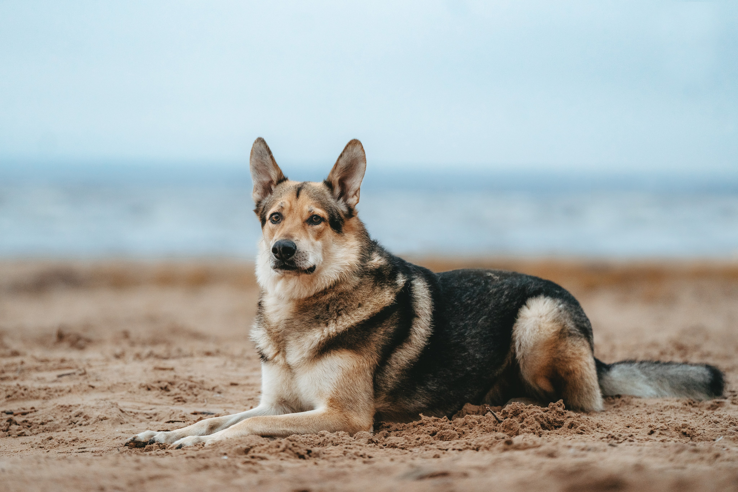 Цены за фотосессию с собакой. Фотограф анималист в Спб недорого Олеся Майорова