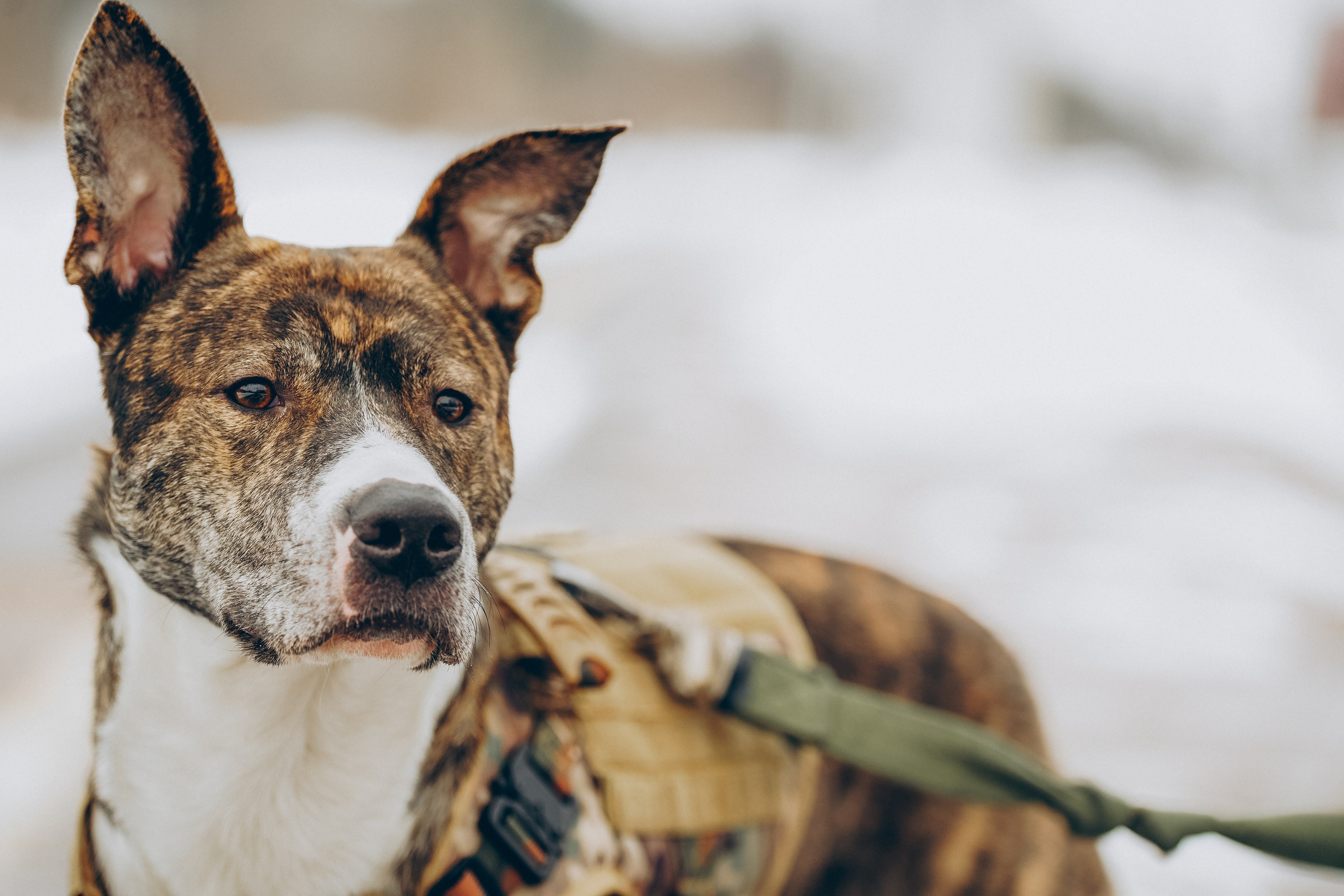 Гарм и Юна. Фотограф анималист в Спб недорого Олеся Майорова