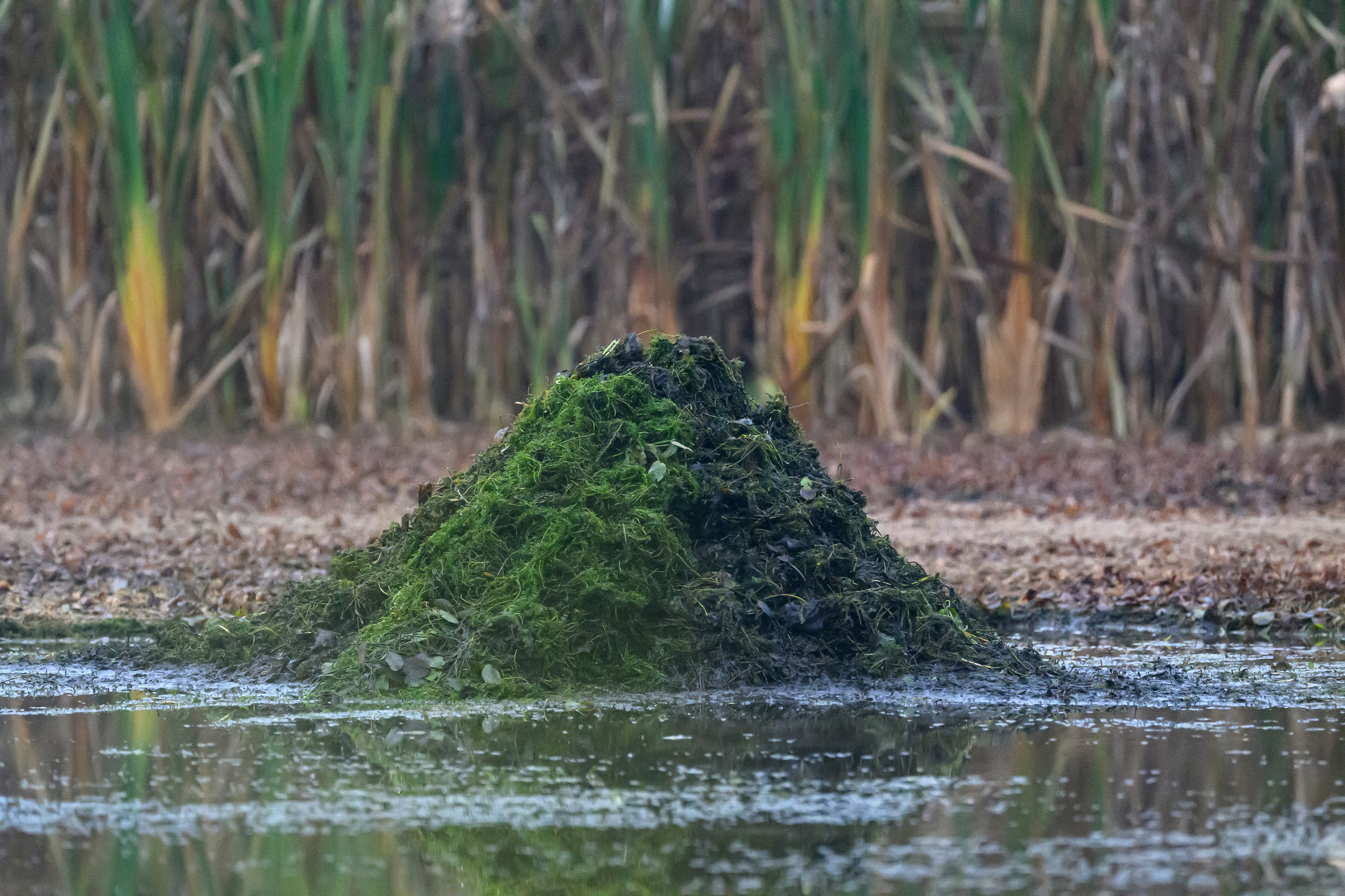 Водяной пастушок и кормовой стог ондатры. Wildlife photography by Sergey Puponin