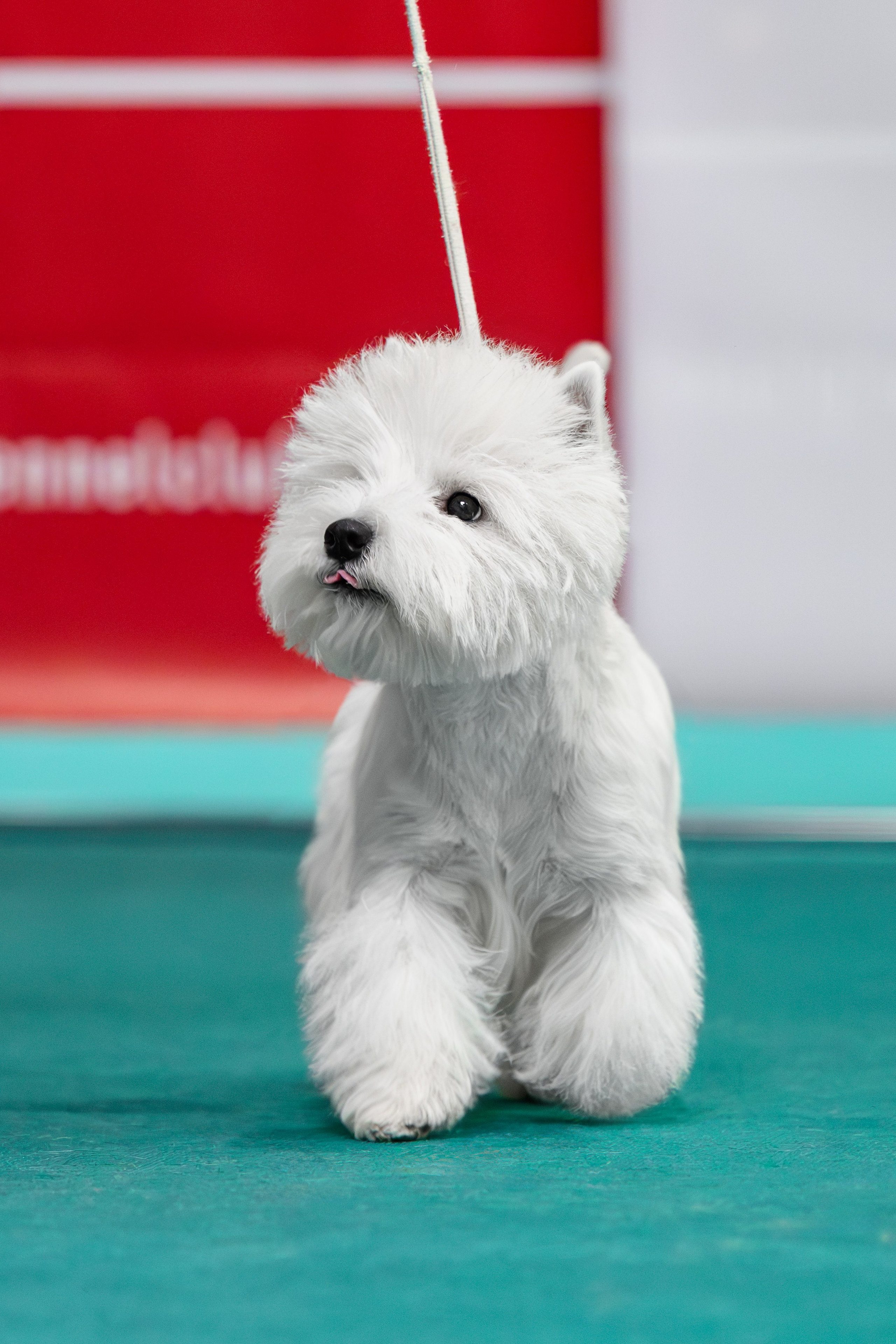 Щенки 14.01.2025. Питомник собак породы вест хайленд вайт терьер в Москве