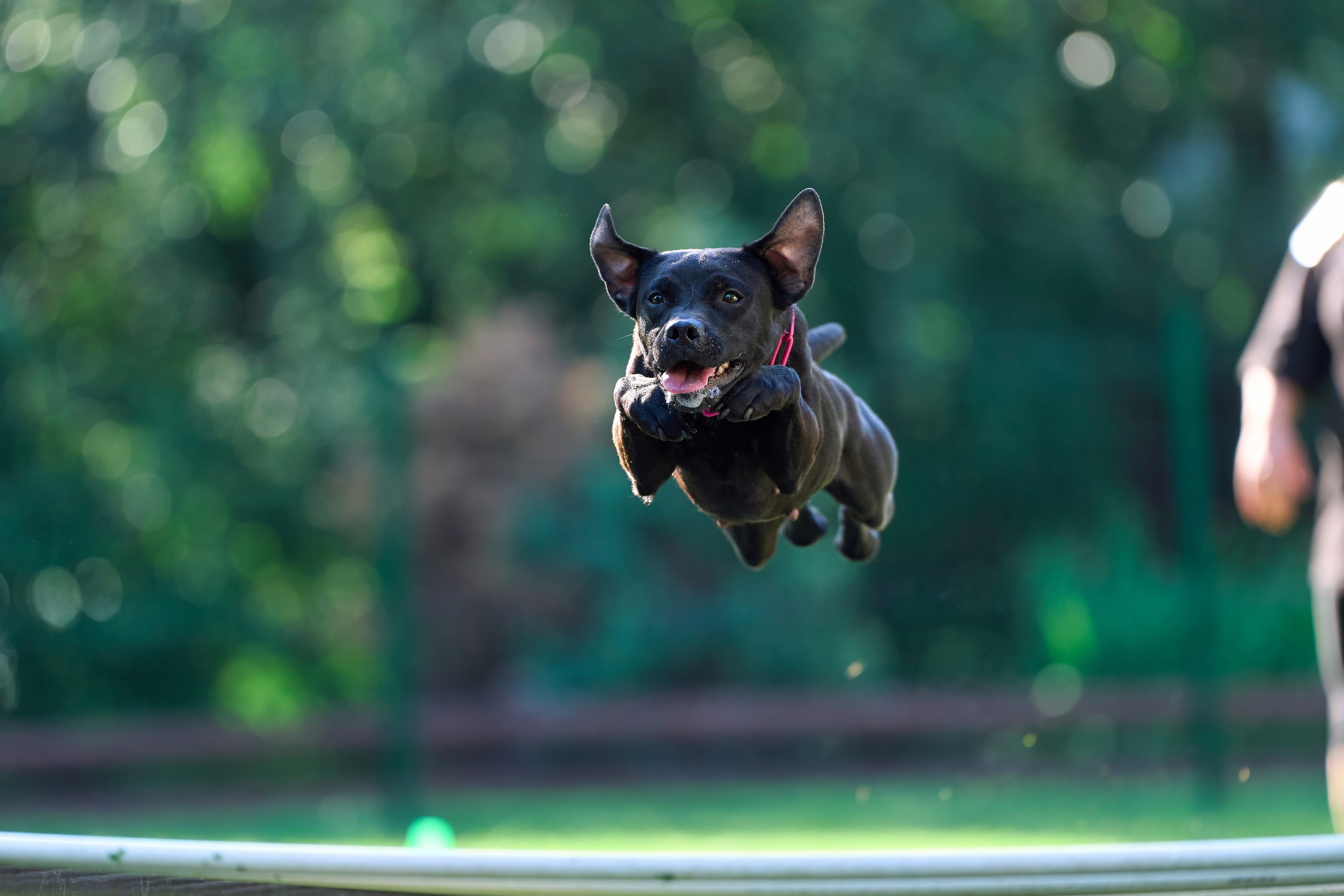 Jump'n'Gym JUMP! — 2024. Фотограф-анималист Михаил Манухин