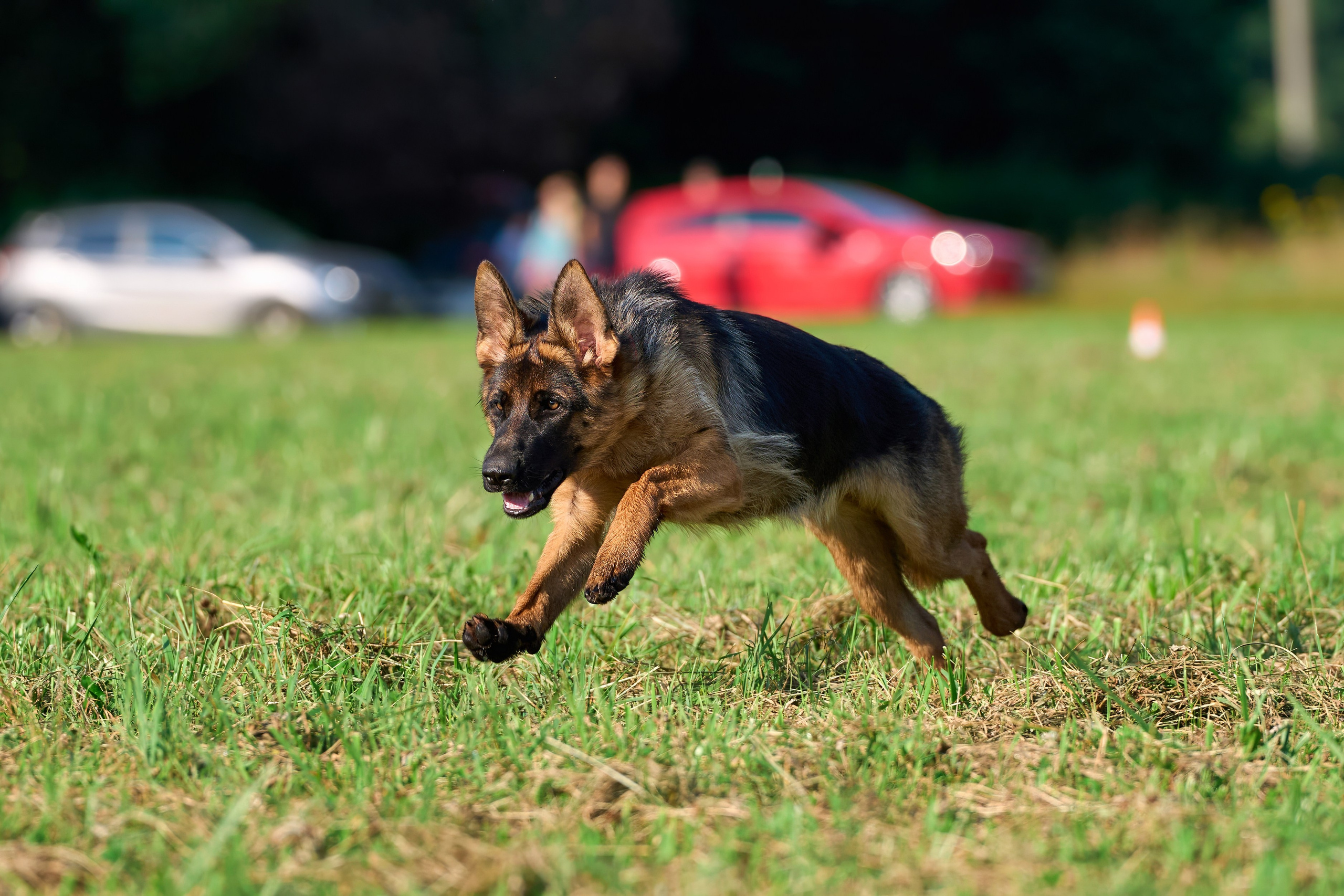 Тренировка в Донино. Фотограф-анималист Михаил Манухин