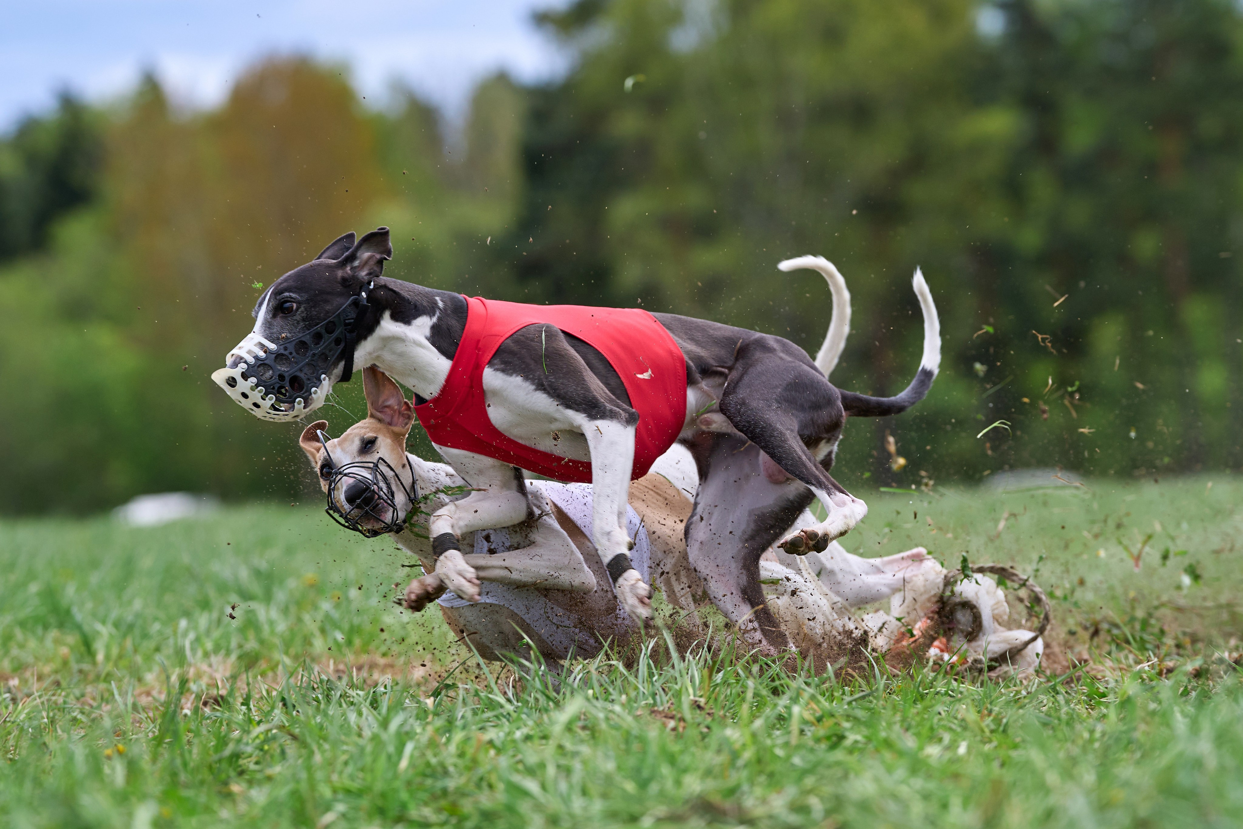 ПЧРКФ по курсингу. Фотограф-анималист Михаил Манухин