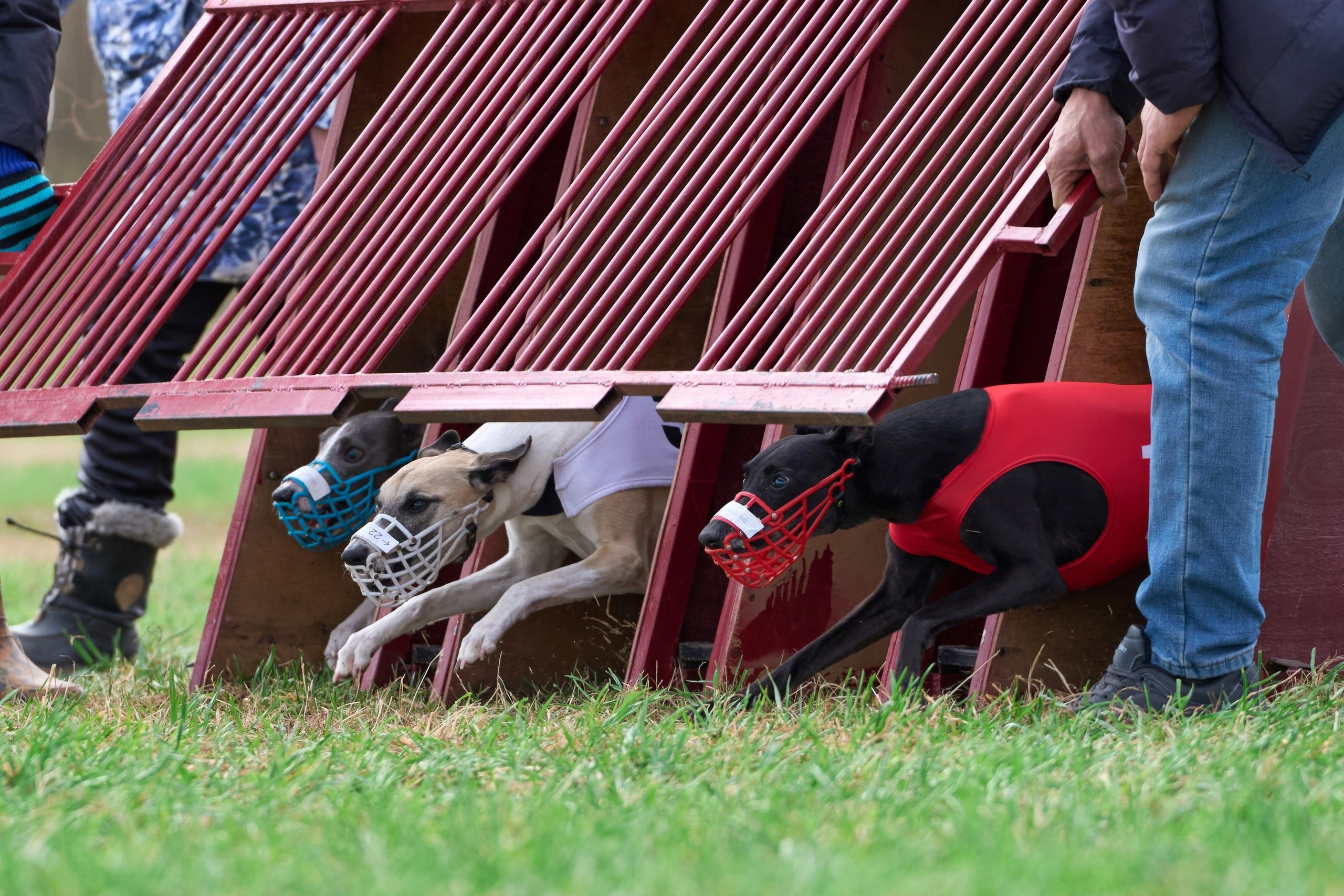 Квалификация по рейсингу. Фотограф-анималист Михаил Манухин