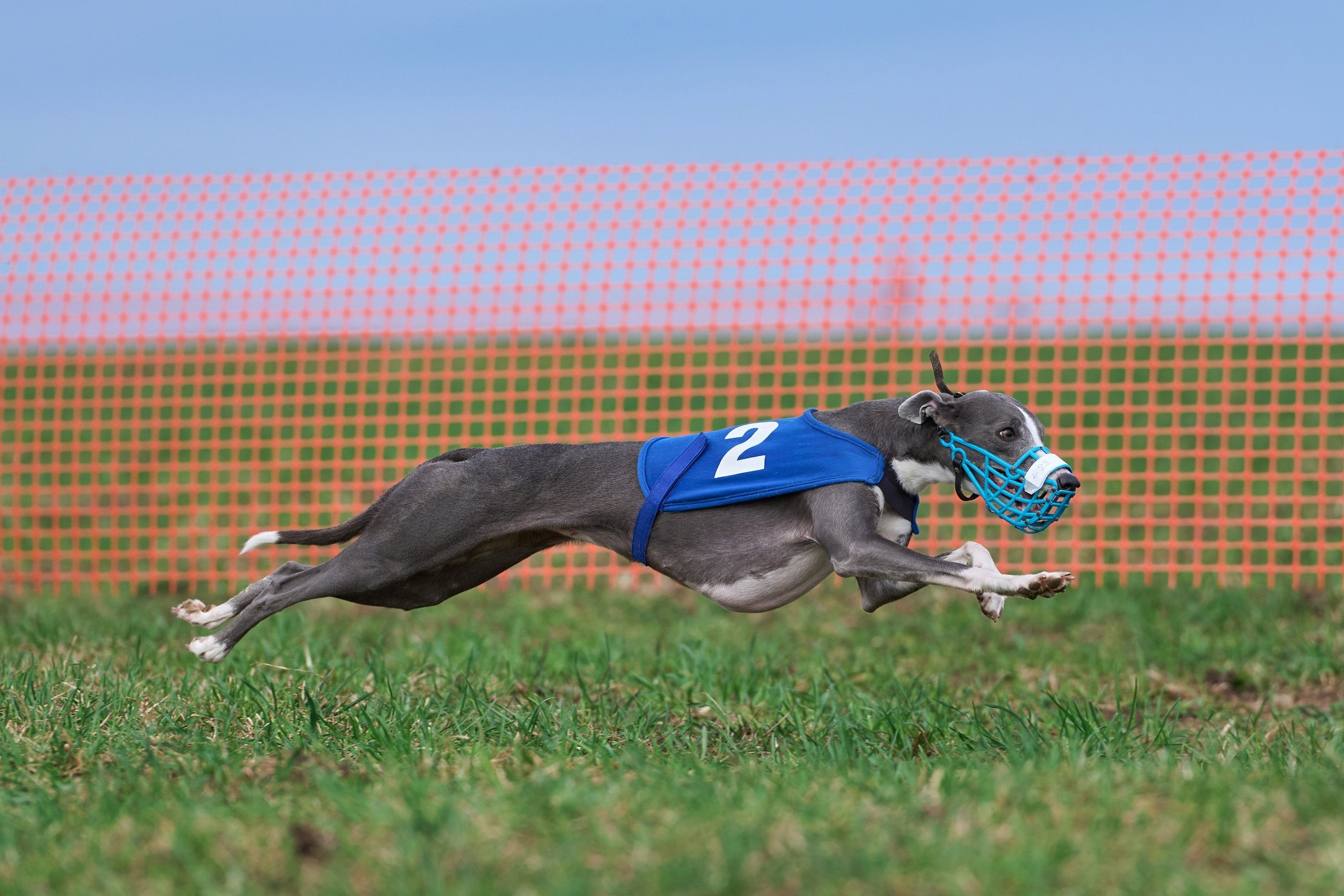 Квалификация по рейсингу. Фотограф-анималист Михаил Манухин