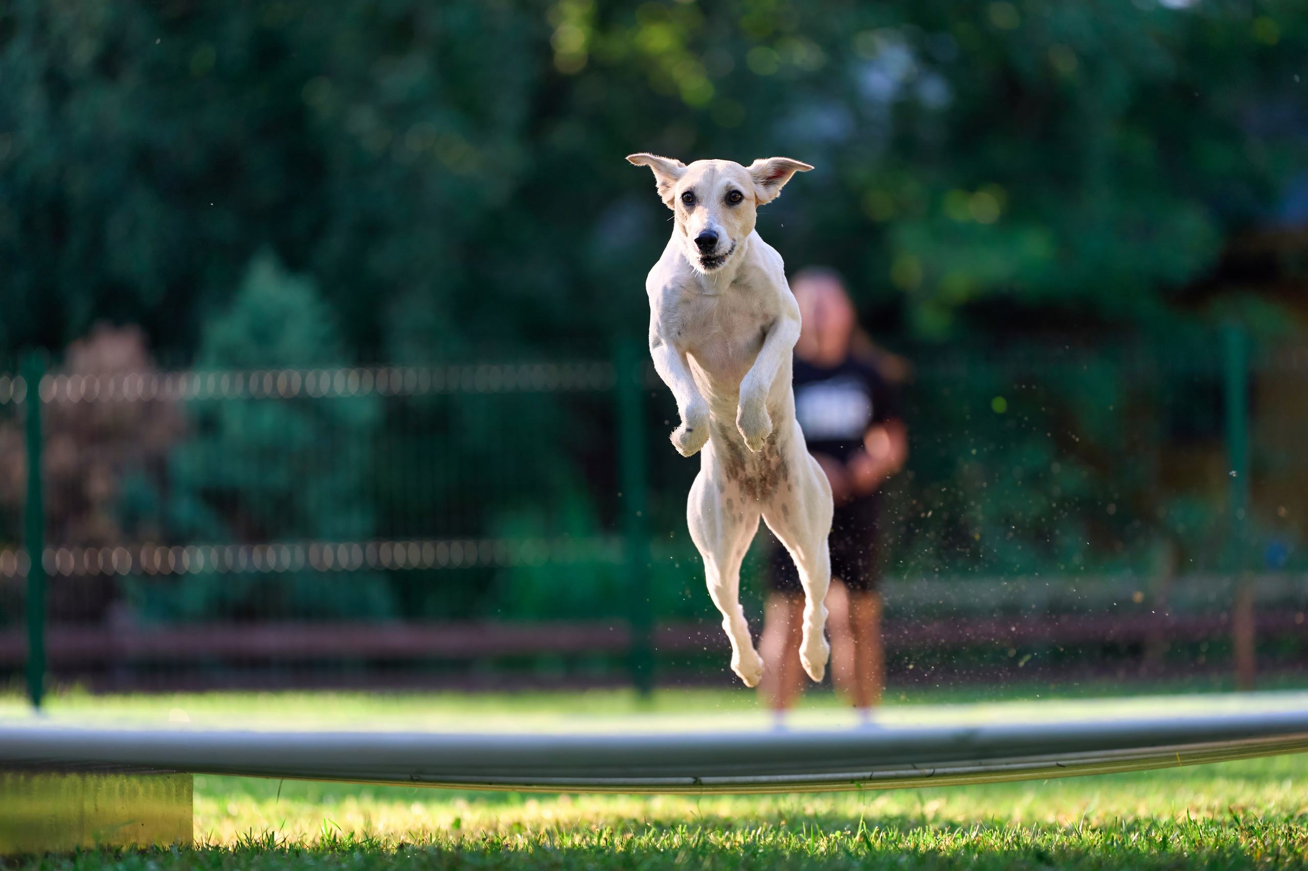 Jump'n'Gym JUMP! — 2024. Фотограф-анималист Михаил Манухин