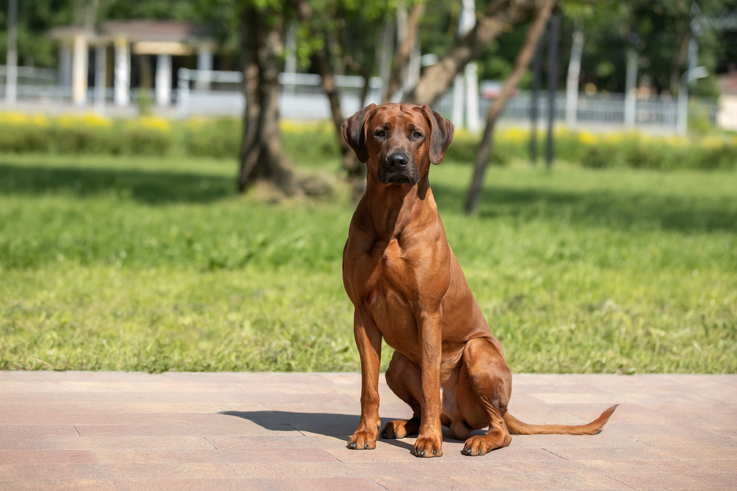 Родезийские Риджбеки в Санкт-Петербурге