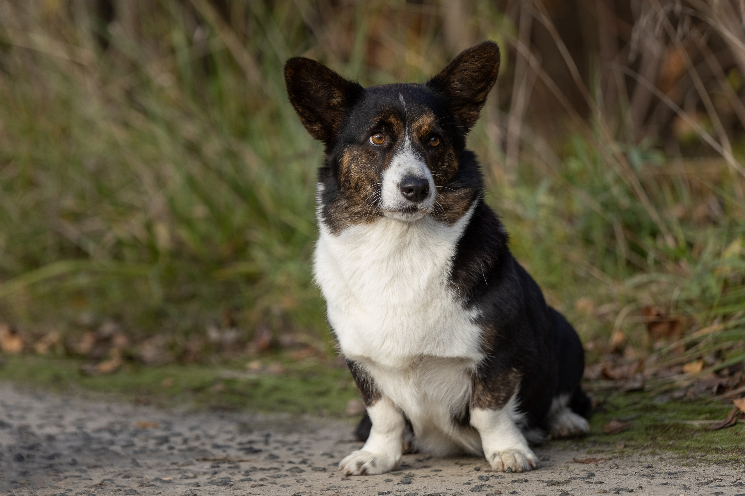 Купить щенка Вельш-корги-кардиган в семейном питомнике — Ice Fantasy