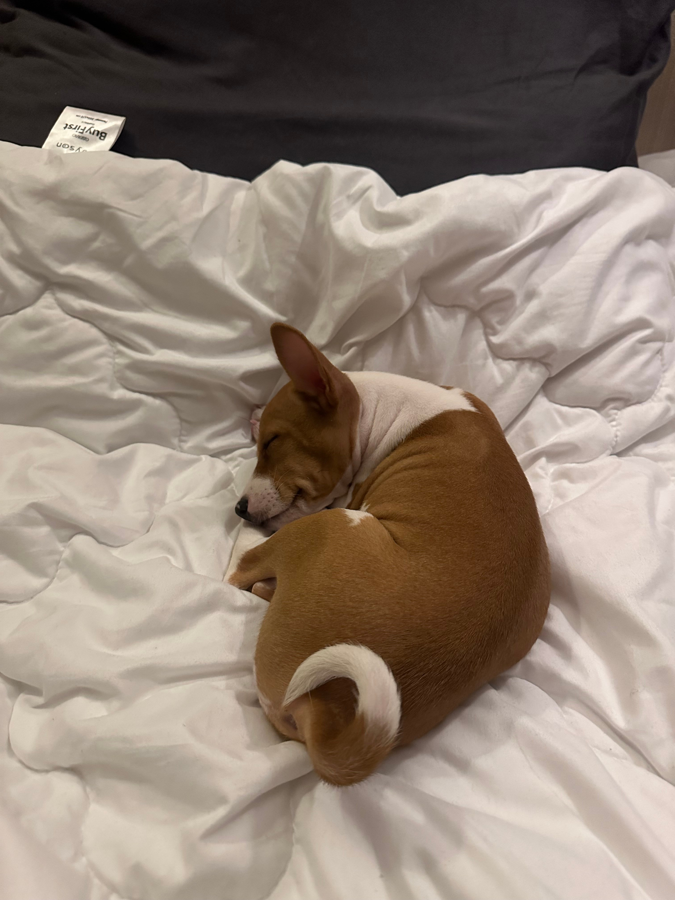 Обо мне. Фотограф-анималист в Санкт-Петеребурге Титова Алиса