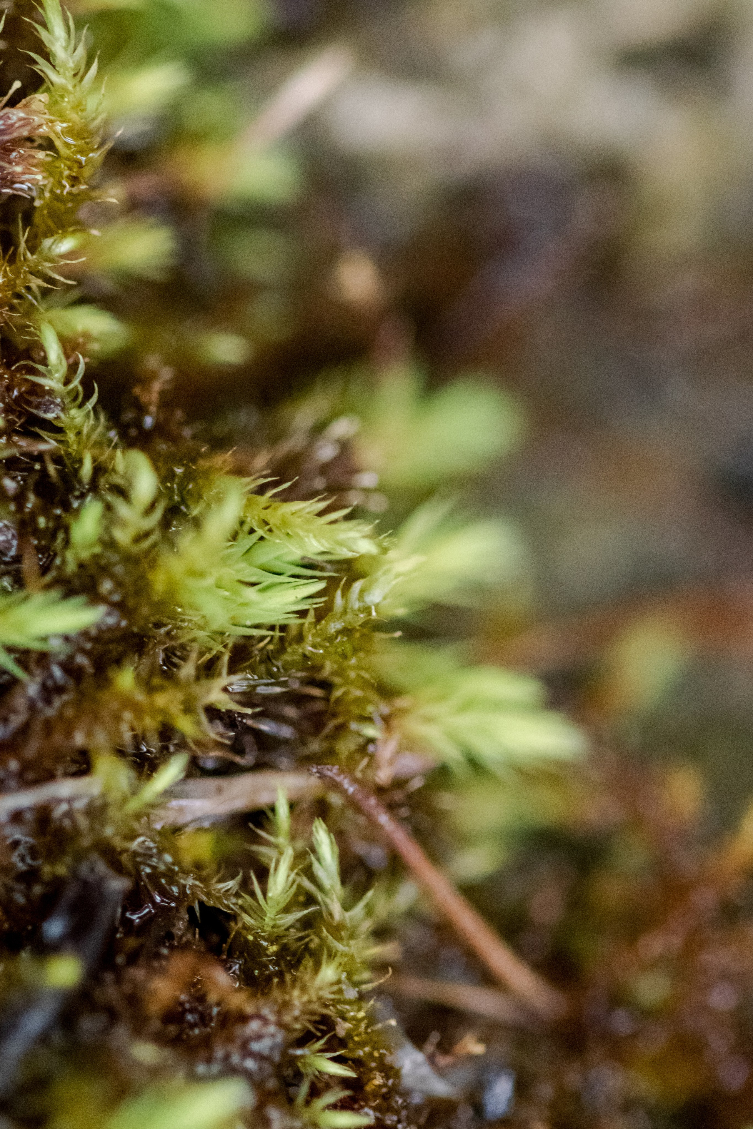 Горный Алтай. Фотограф Кирилл Мешков Кемерово