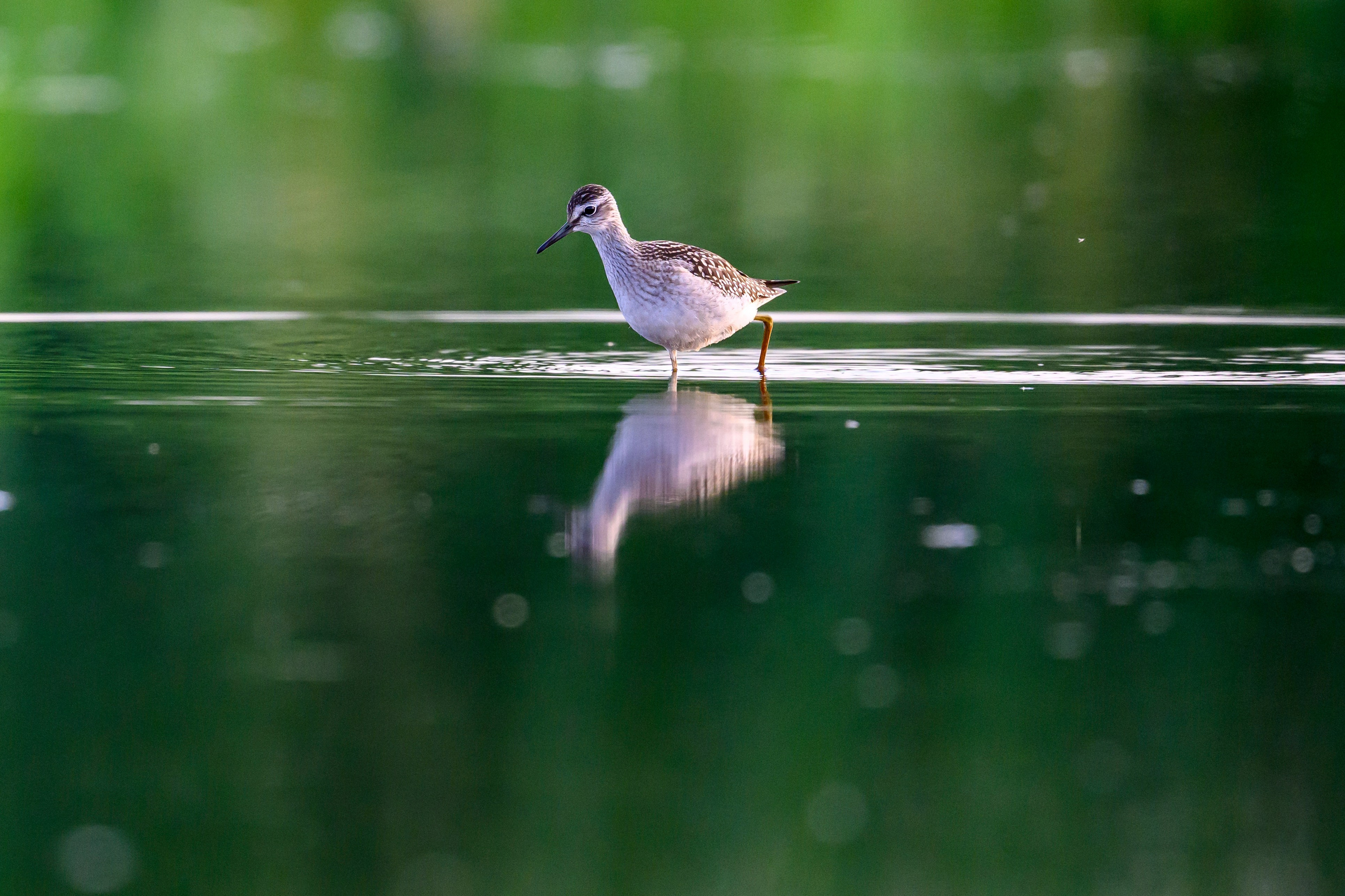 Веретенники, фифи и турухтаны. Godwits, Wood sandpipers and Ruffs. Фотограф Сергей Пупонин
