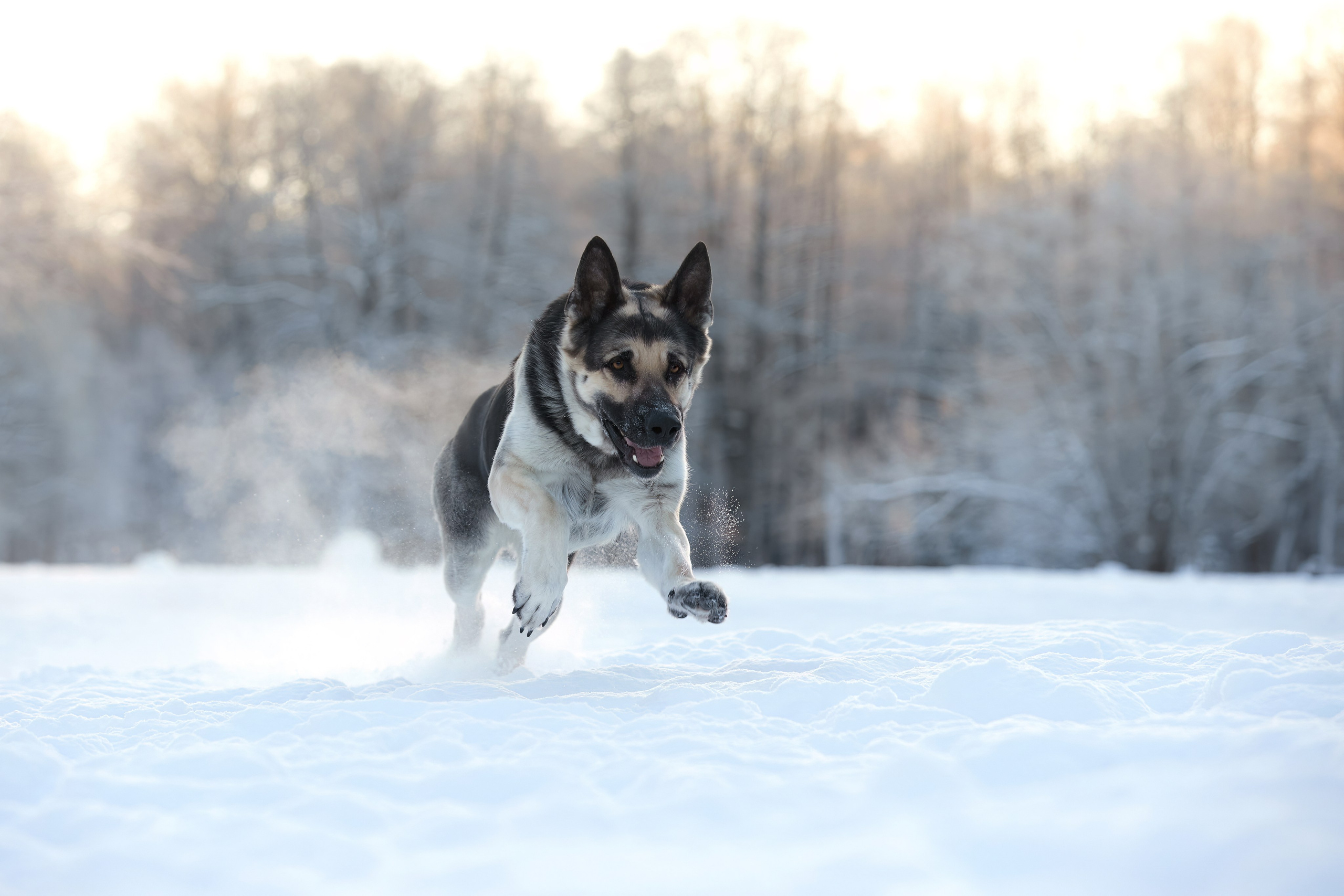 ВЫЕЗДНЫЕ ФОТОСЕССИИ СОБАК. ФОТОГРАФ-АНИМАЛИСТ l LANA POLYAKOVA